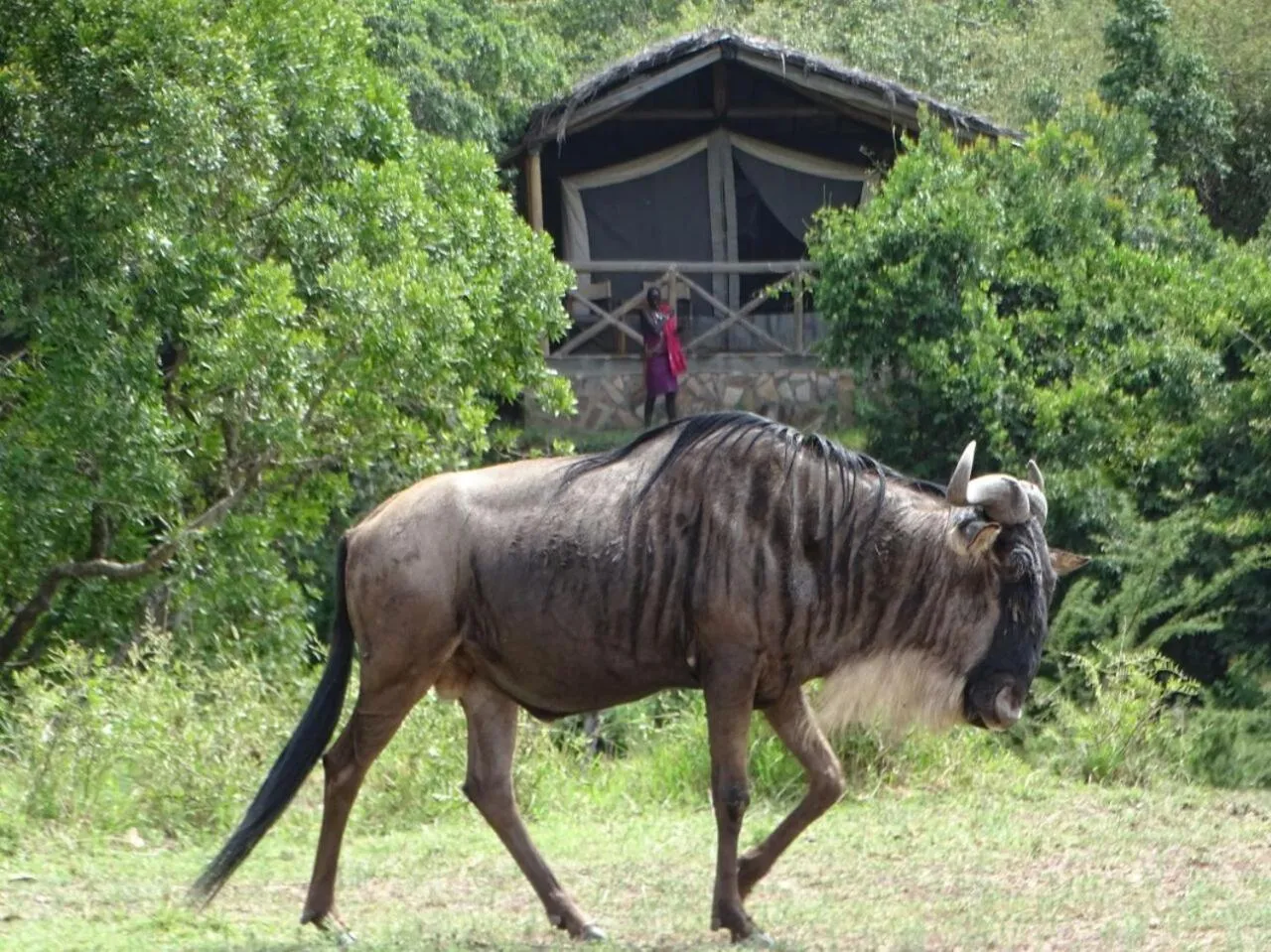 View (from property/room) in Fig Tree Camp - Maasai Mara