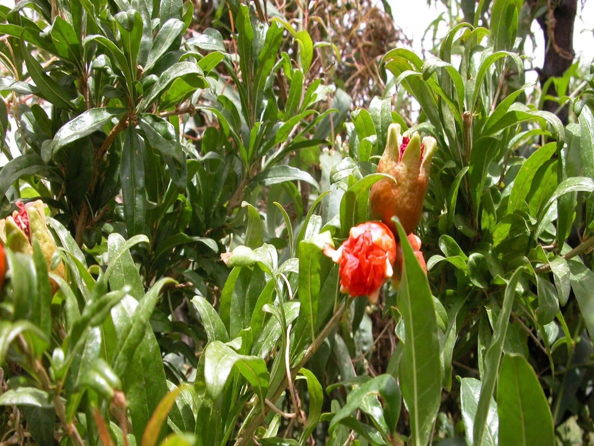 Garden in Kasbah Iswan