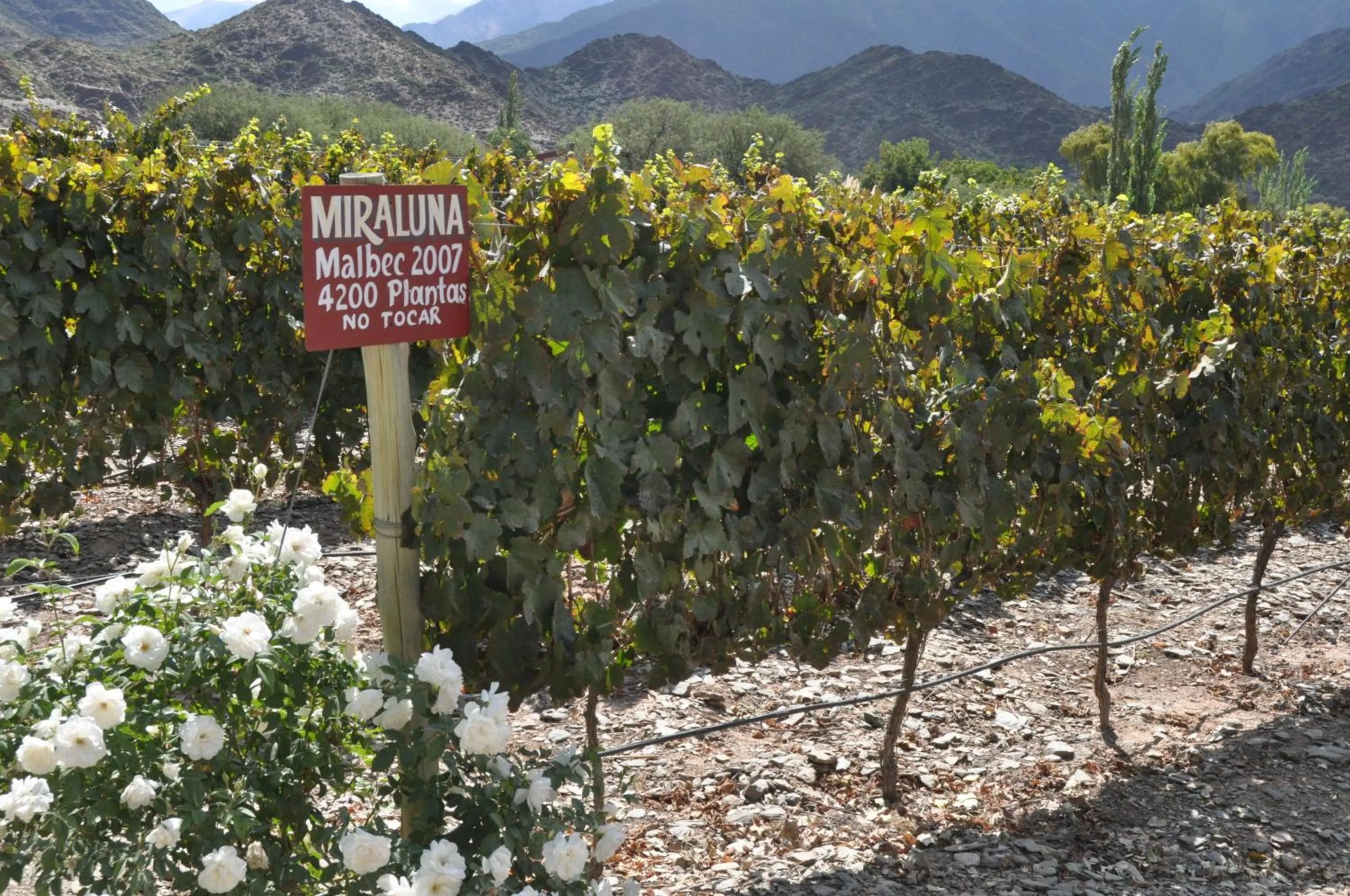 Area and facilities in Miraluna Bodega Boutique