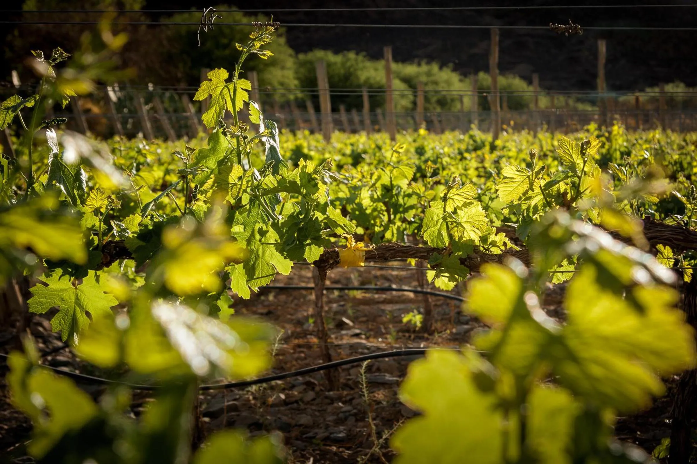 Spring in Miraluna Bodega Boutique