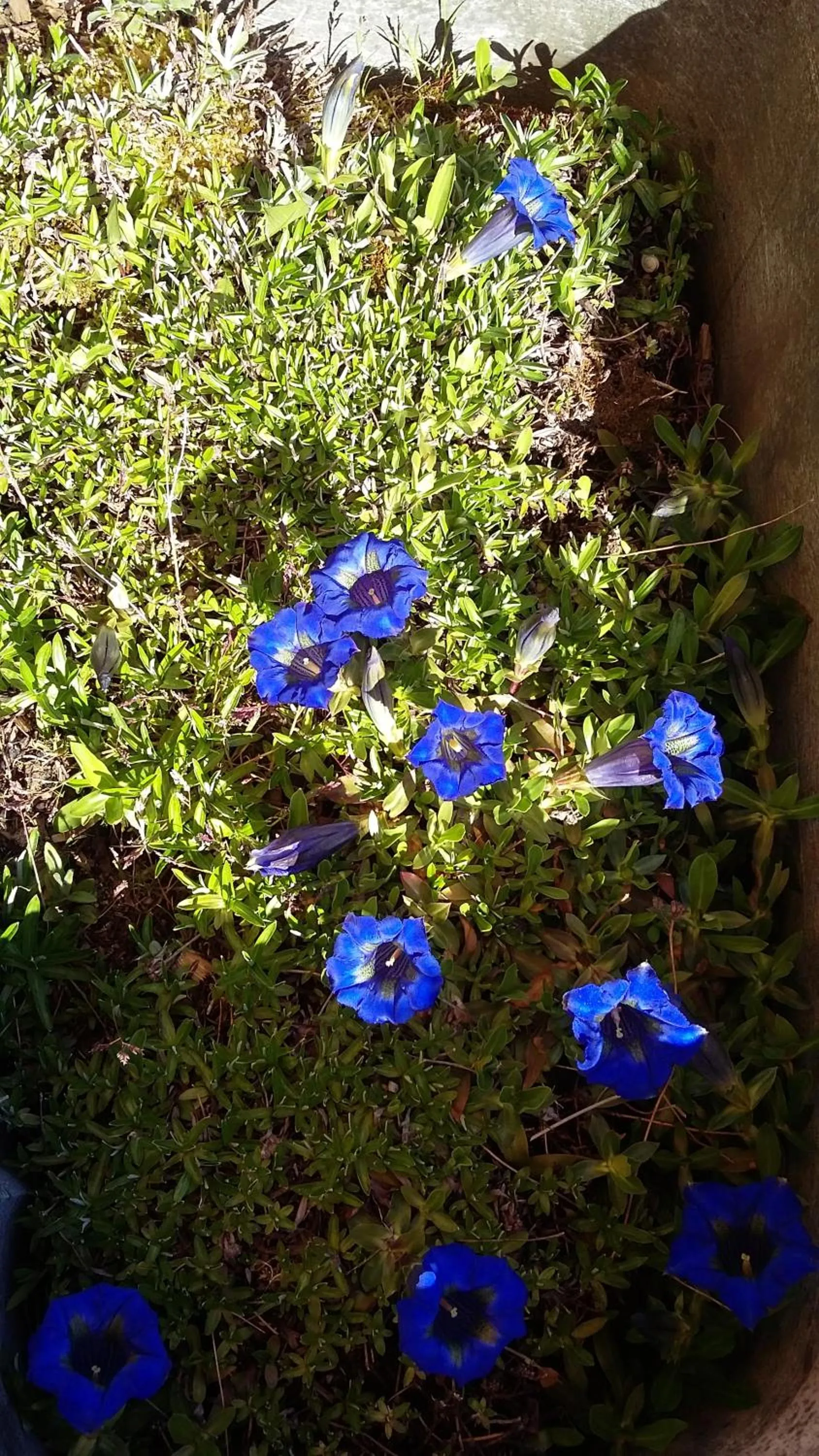 Garden in Hotel Restaurant Schönau