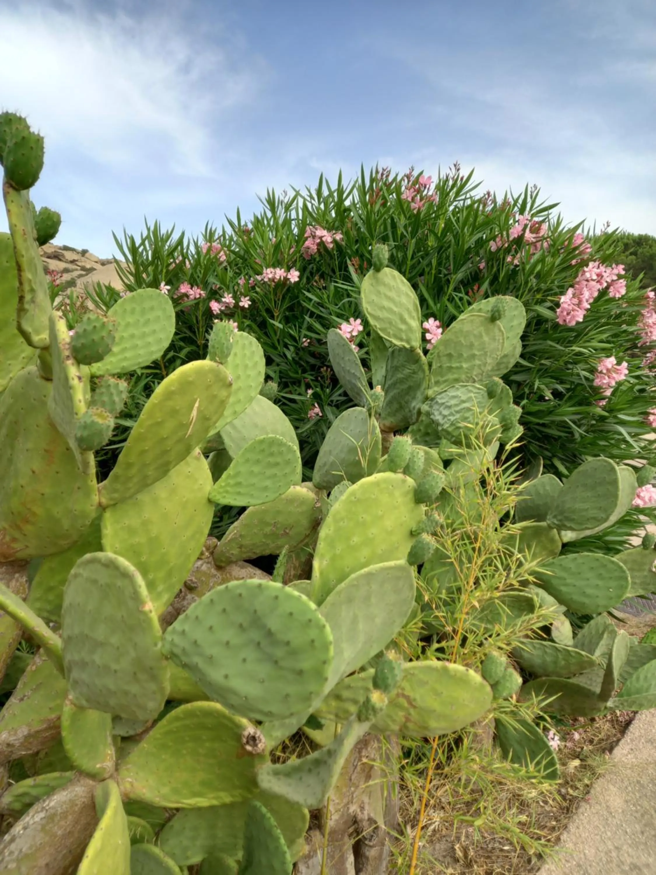 Natural landscape in Hotel Olimpia
