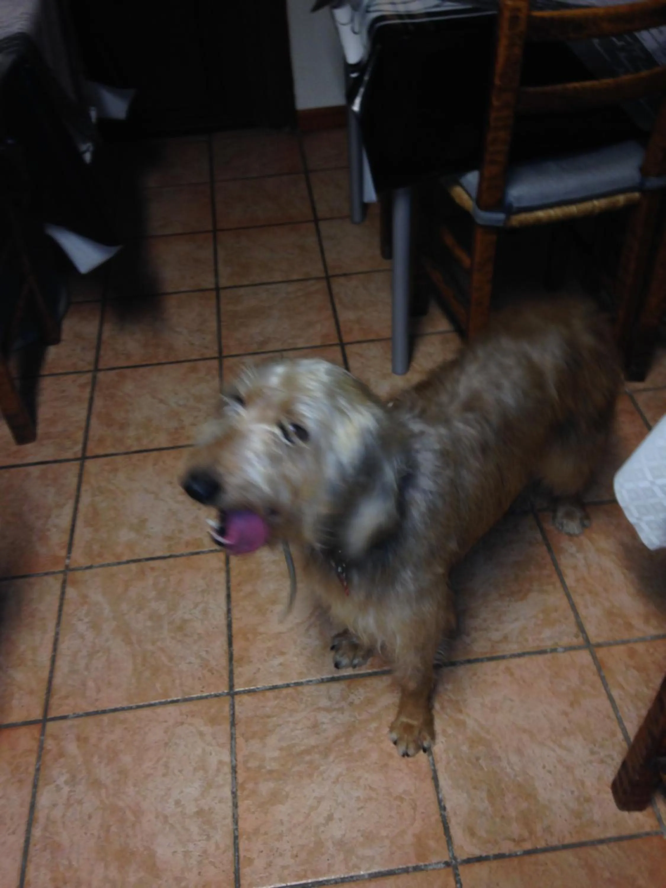 Pets in Hotel San Desiderio