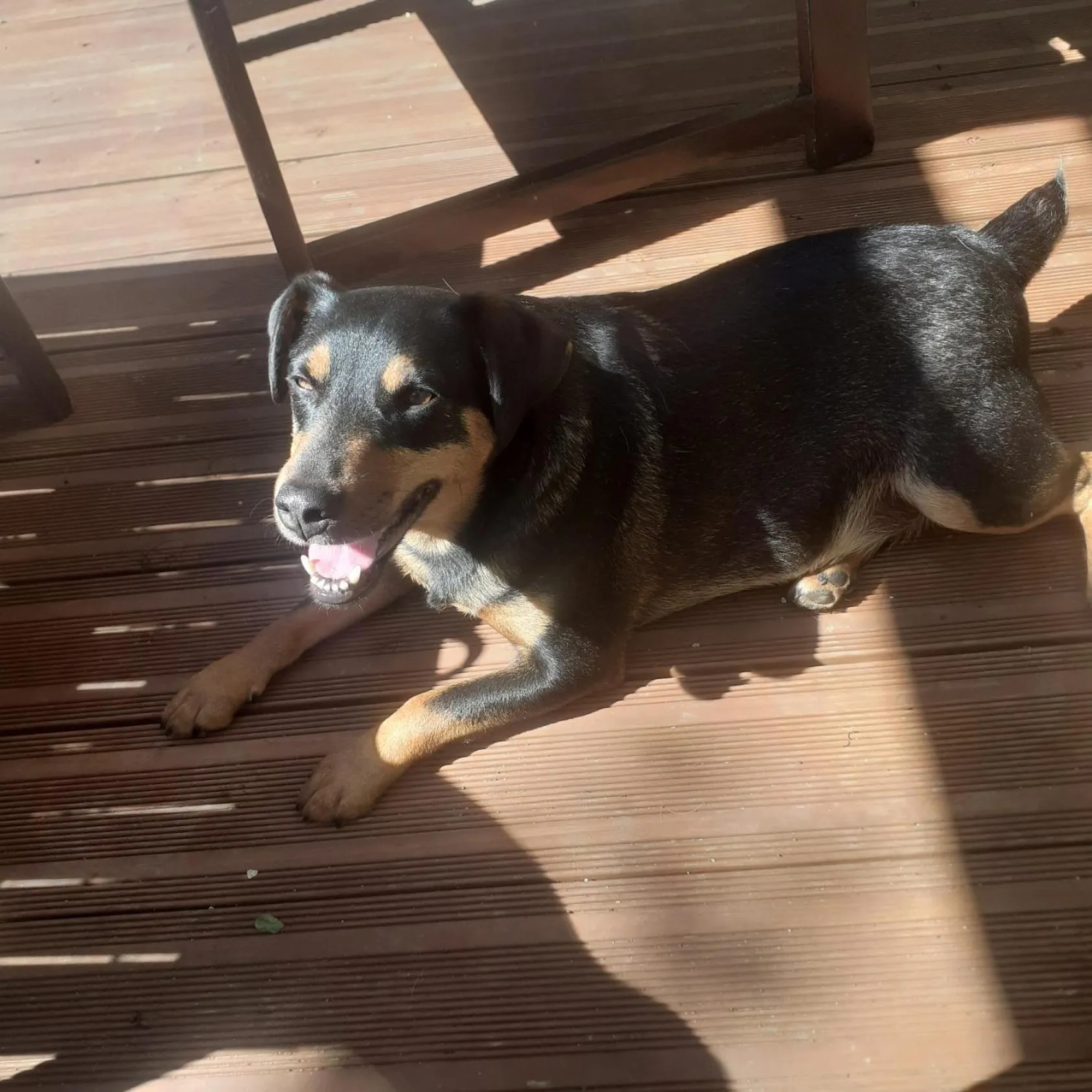 Pets in Chambre d'Hote Woody