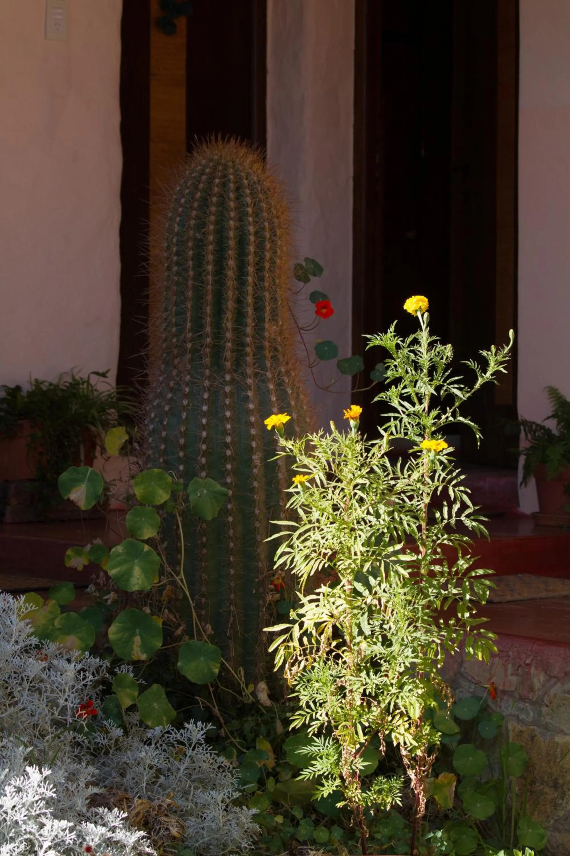Garden in Hotel Norte Rupestre