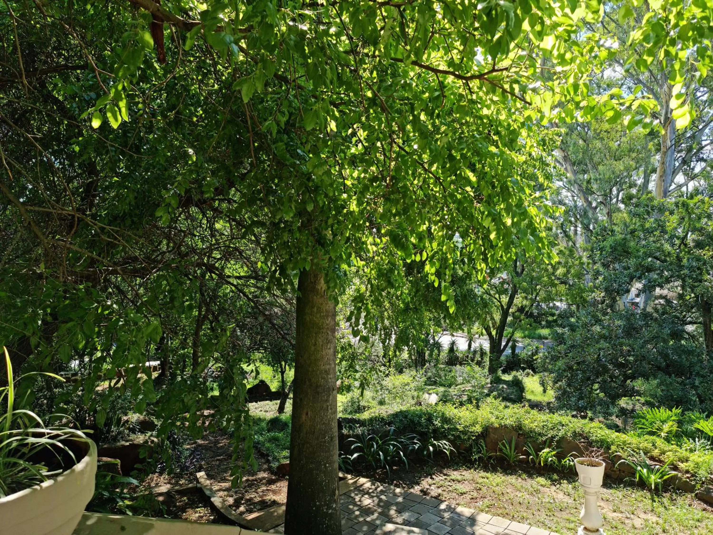 Garden view in Peaches & Cream Bed & Breakfast