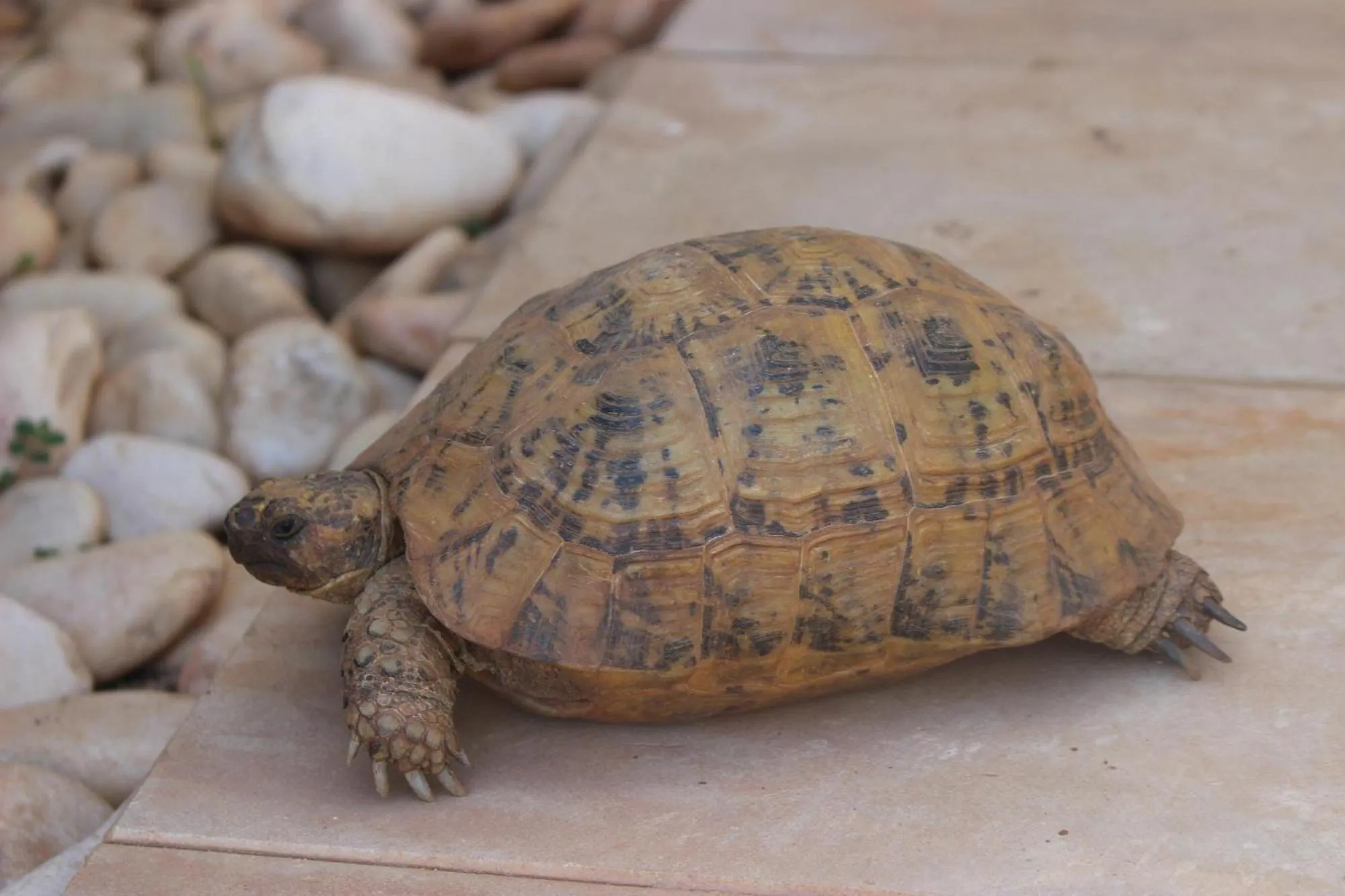 Patio in Villa Agapanthe