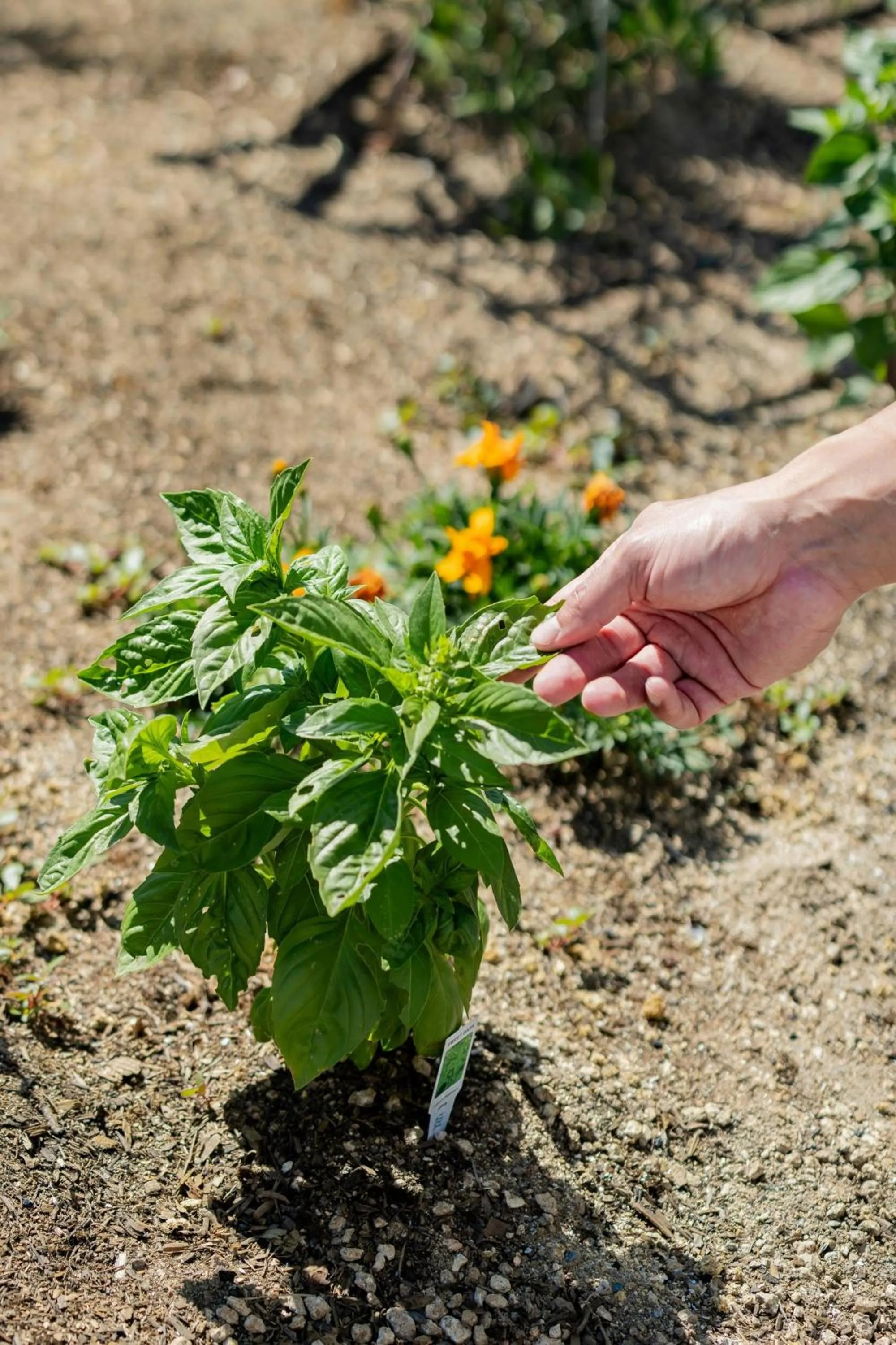 Restaurant/places to eat in The Westin South Coast Plaza, Costa Mesa