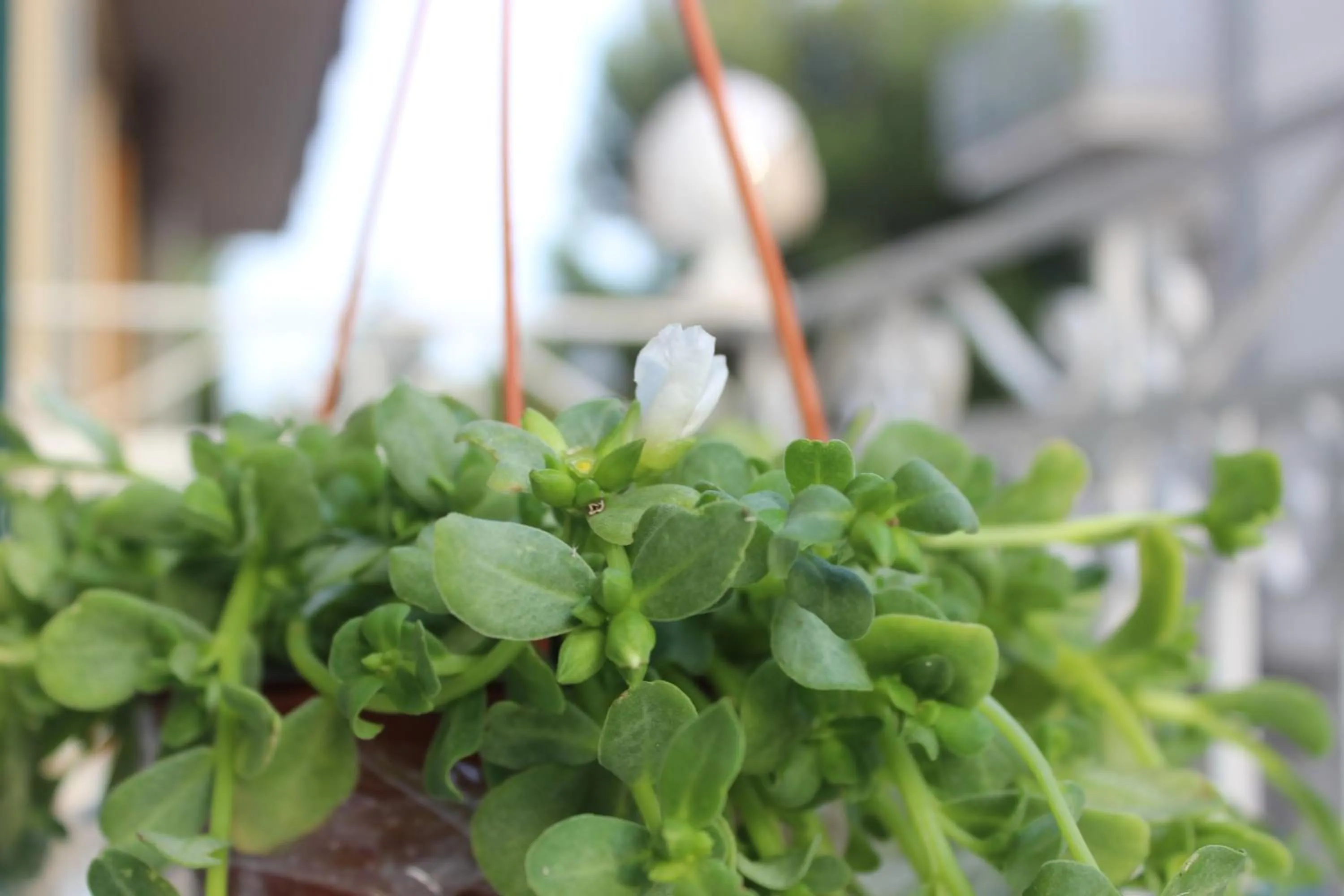 Other in Dimora Girolamo