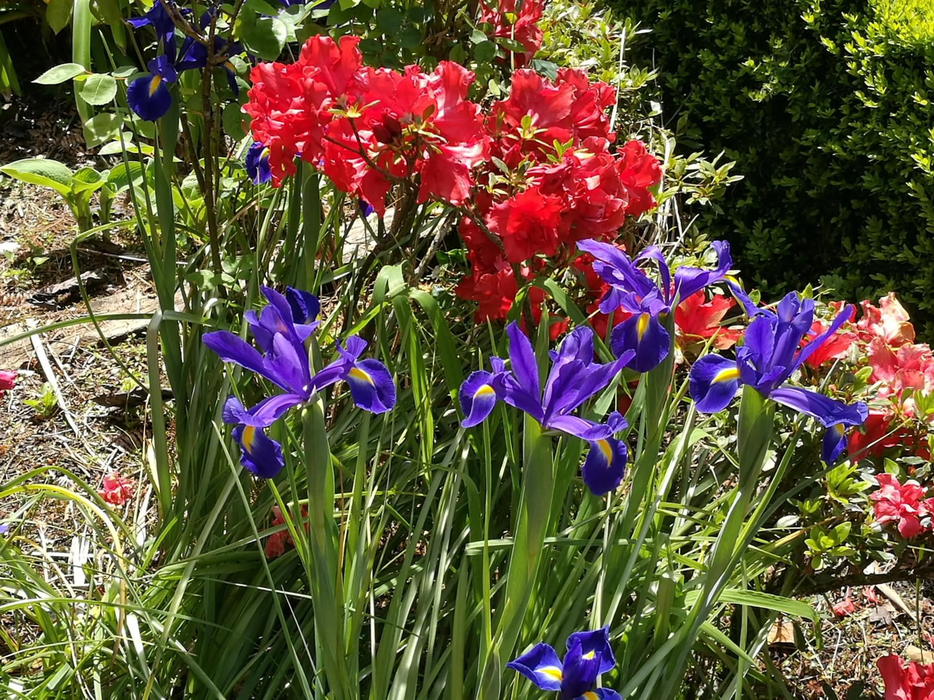 Garden in Awatuna Homestead