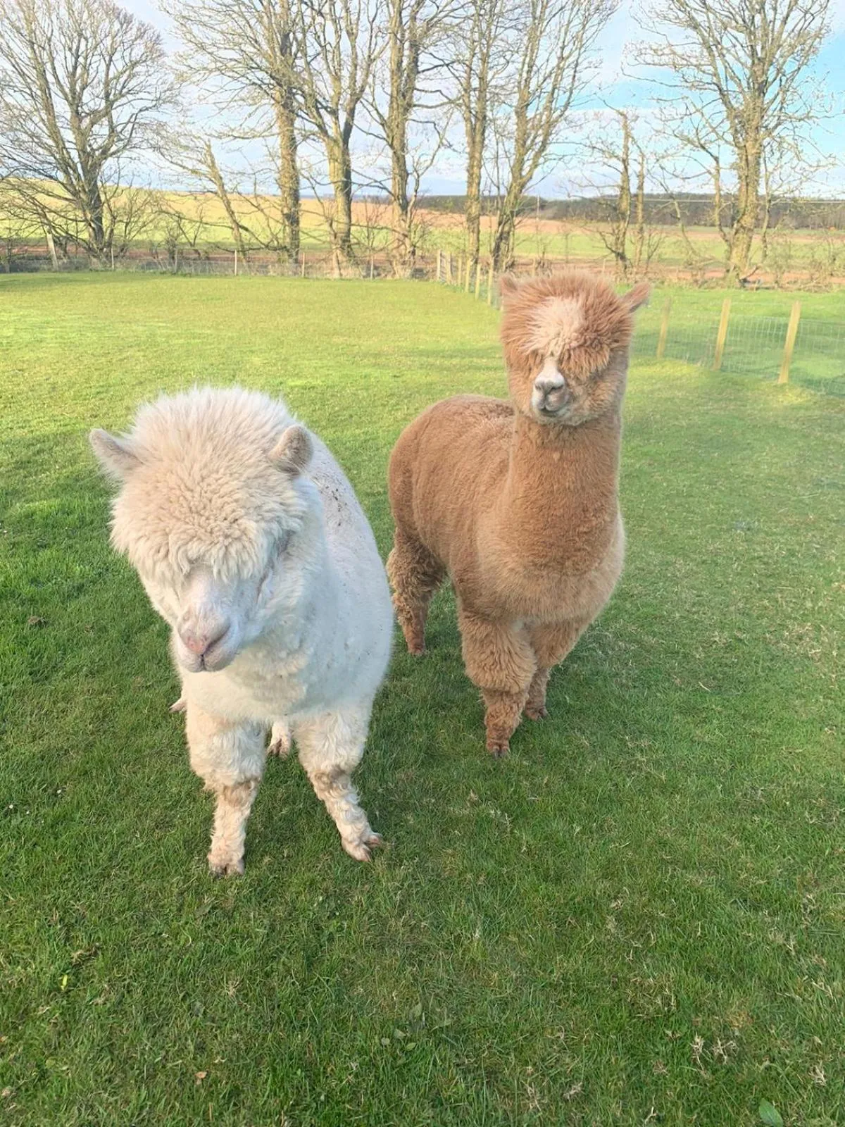Animals in Torrs Warren Country House Hotel