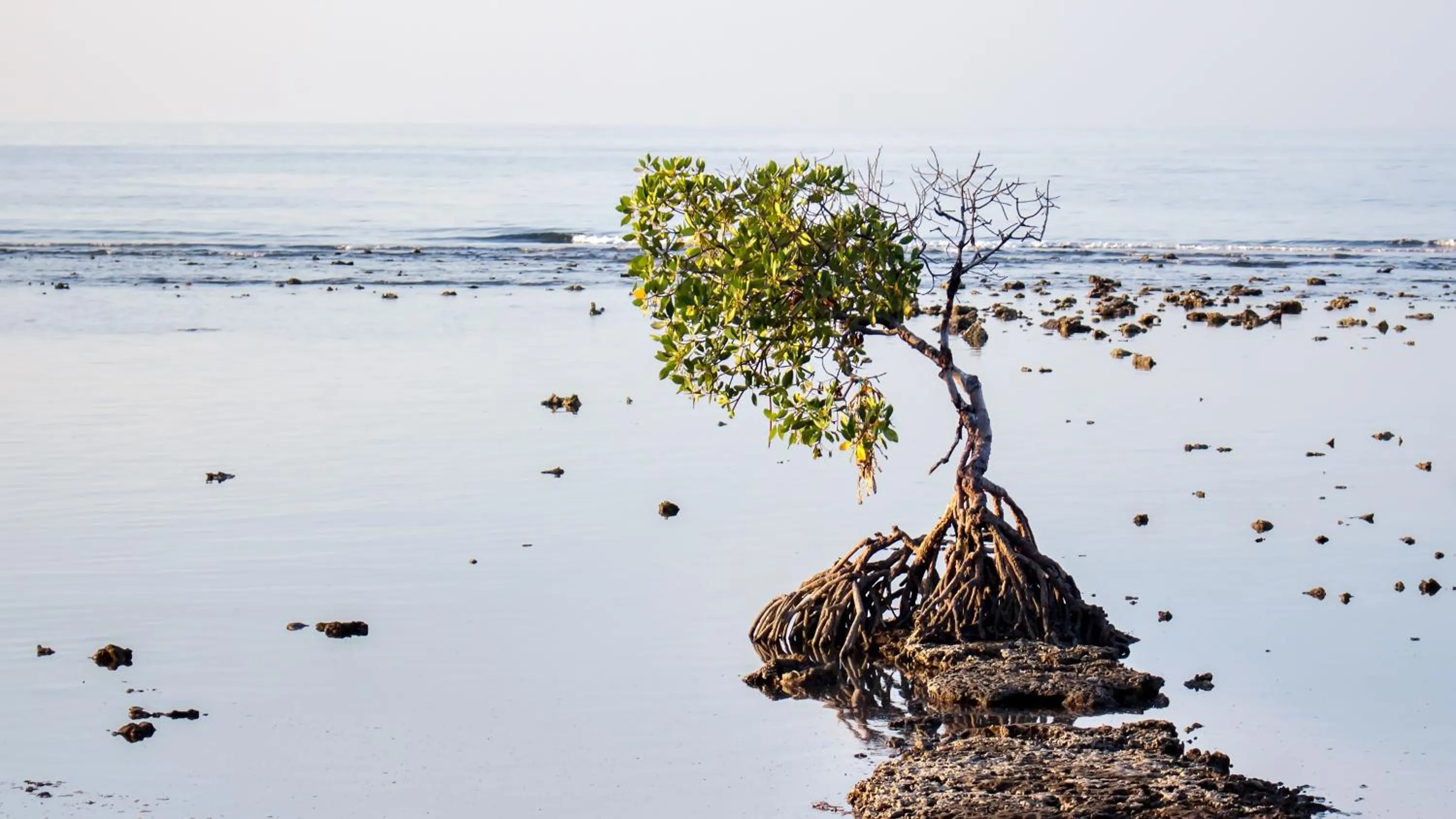 Natural landscape in Adi Assri Beach Resorts And Spa Pemuteran
