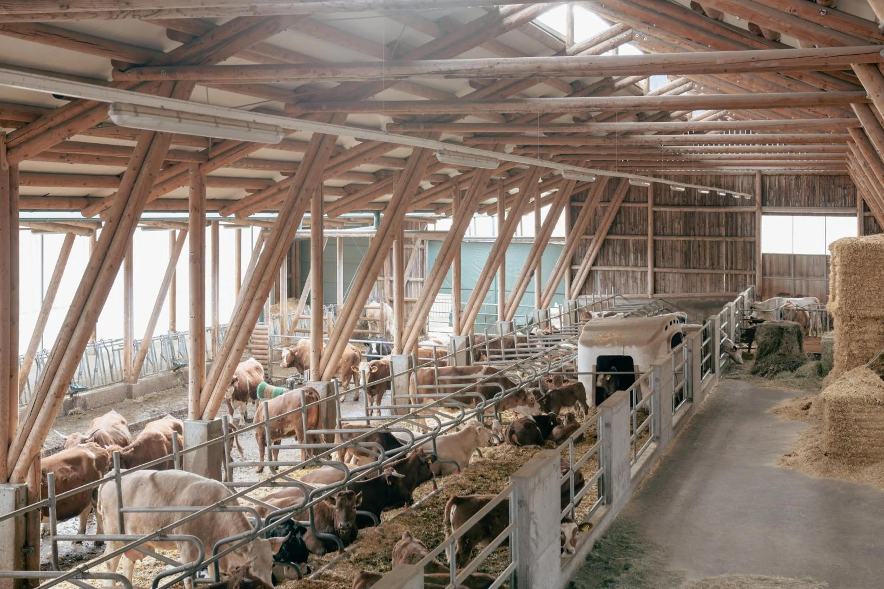 Animals in Hotel Pichlmayrgut