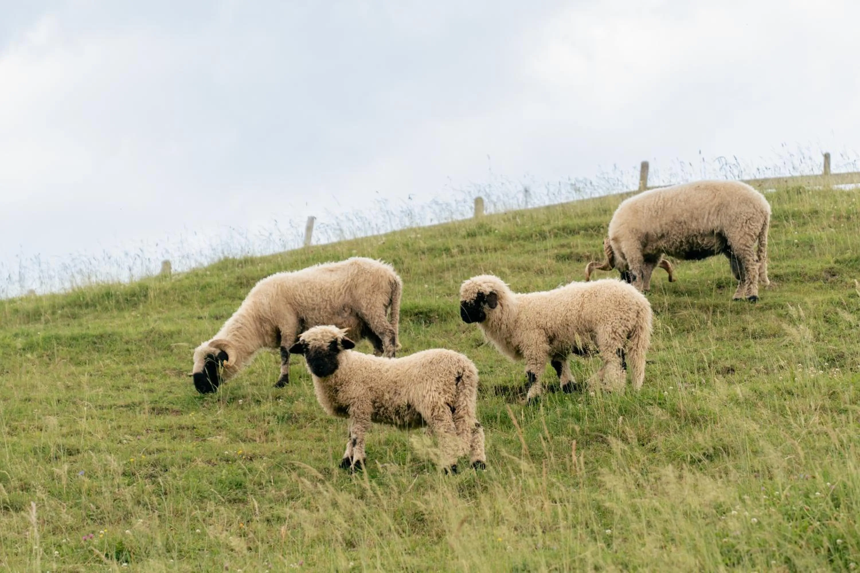 Animals in Hotel Pichlmayrgut