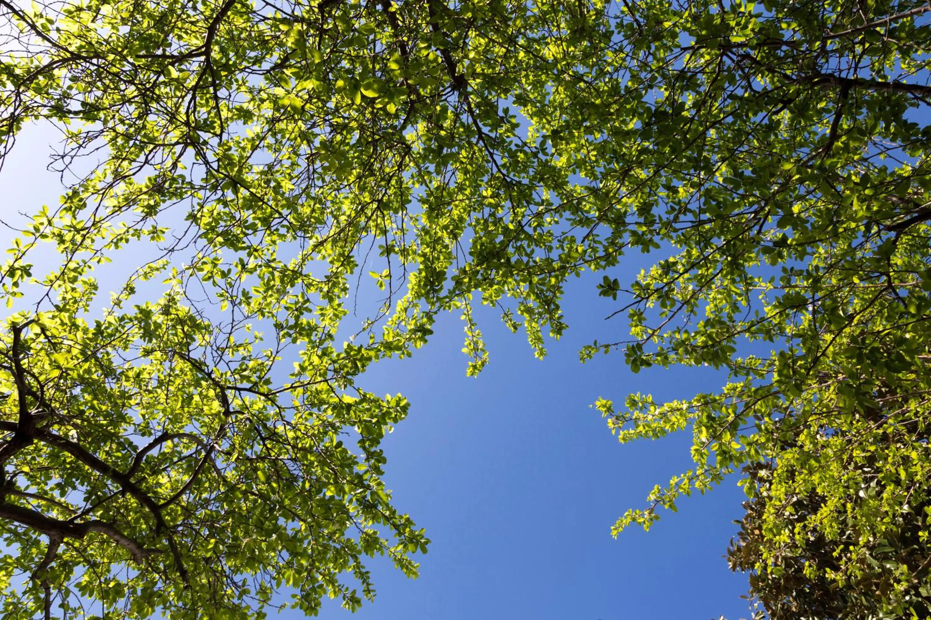 Natural landscape in Relais San Martino - Salento