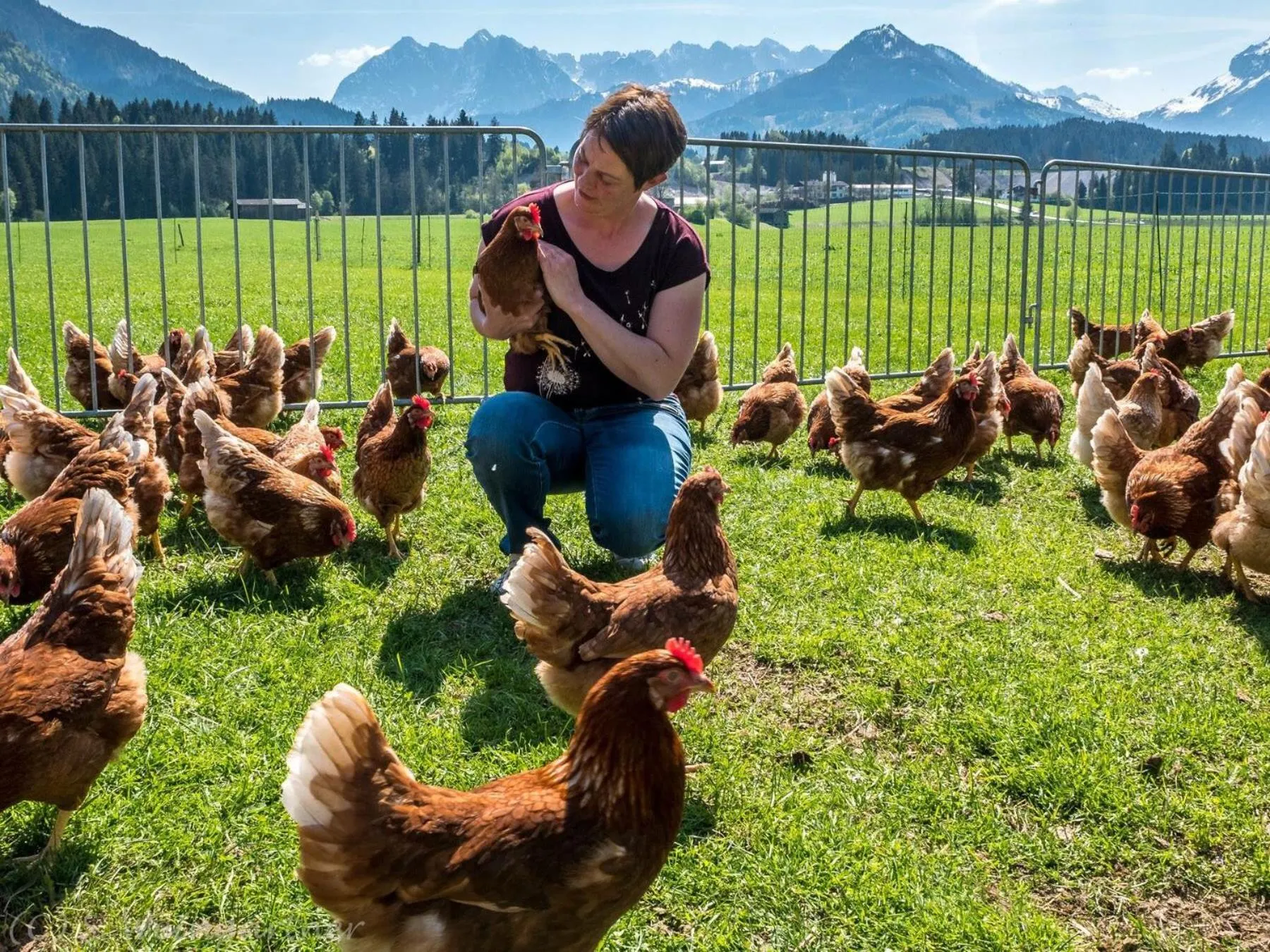 Pets in Landhaus Greiderer