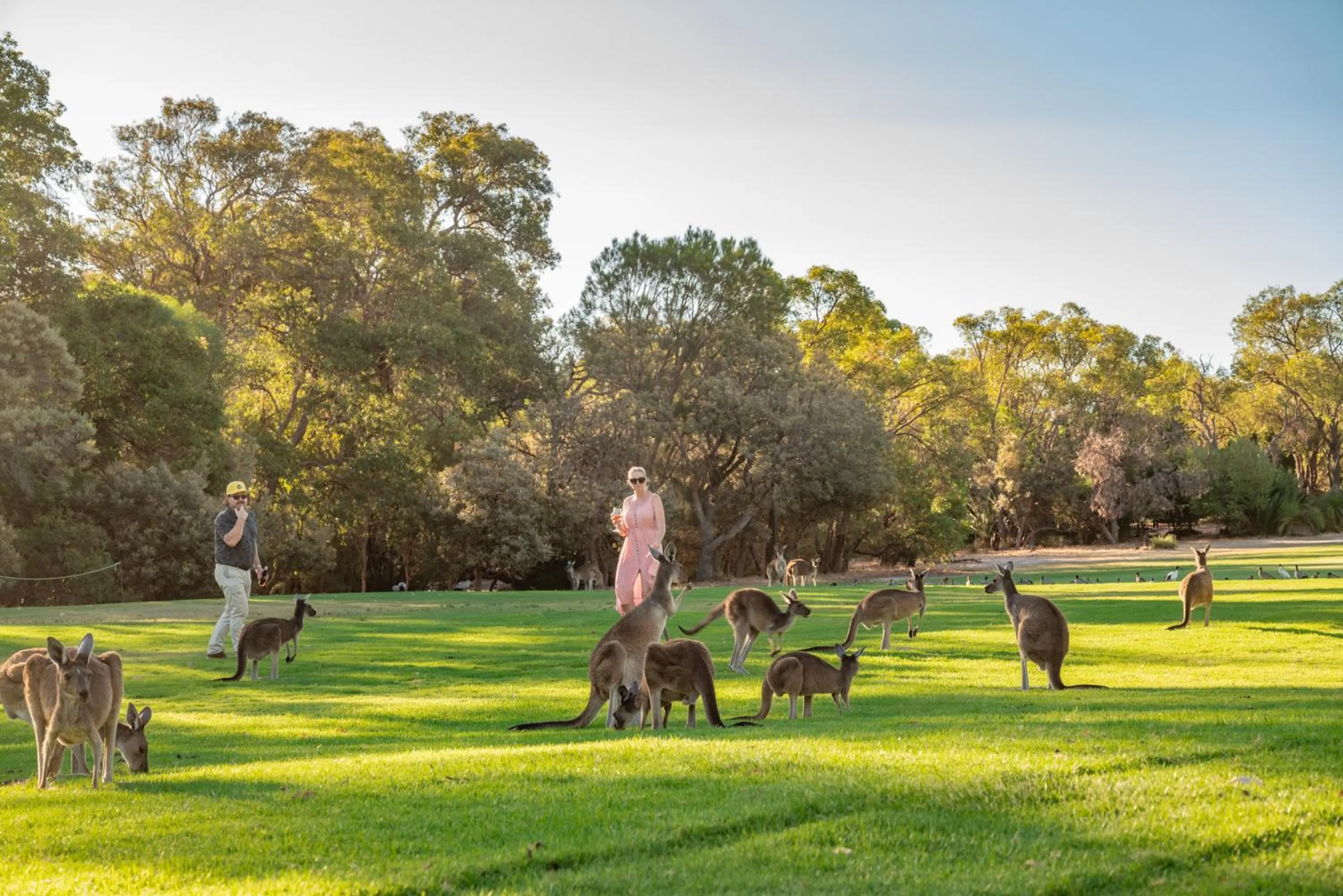 Novotel Vines Resort Swan Valley