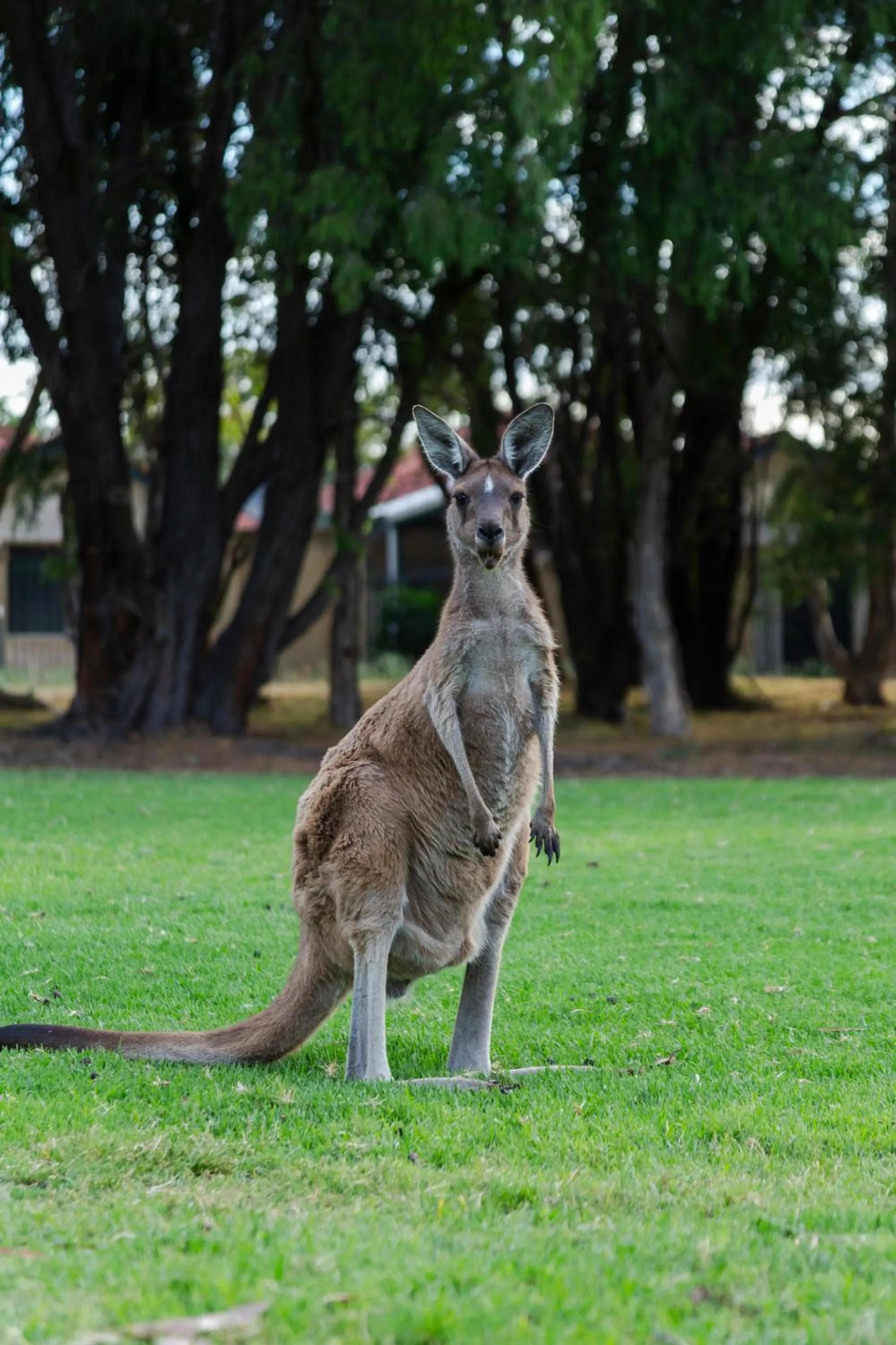 Novotel Vines Resort Swan Valley