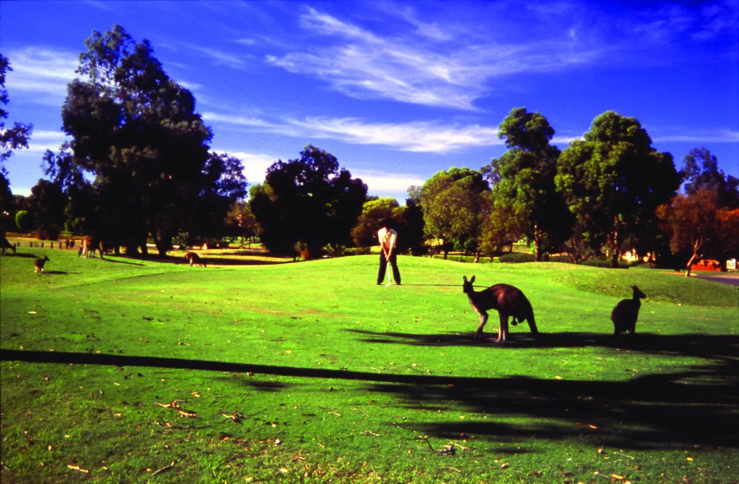 Golfcourse in Novotel Vines Resort Swan Valley