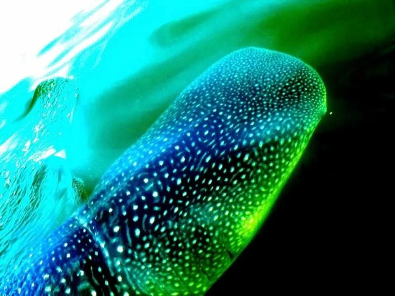 Activities in Palapas del Sol