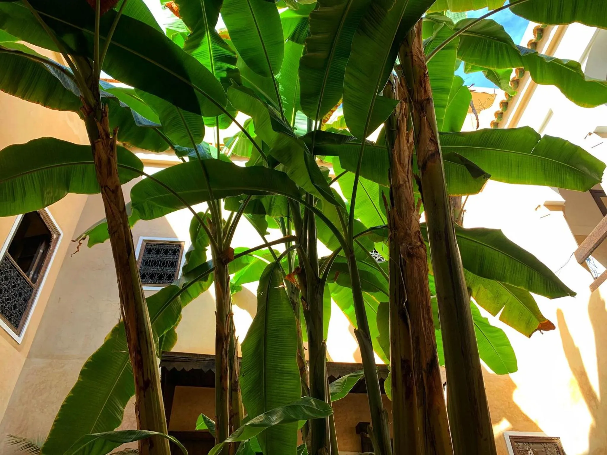 Garden in Riad Bamileke