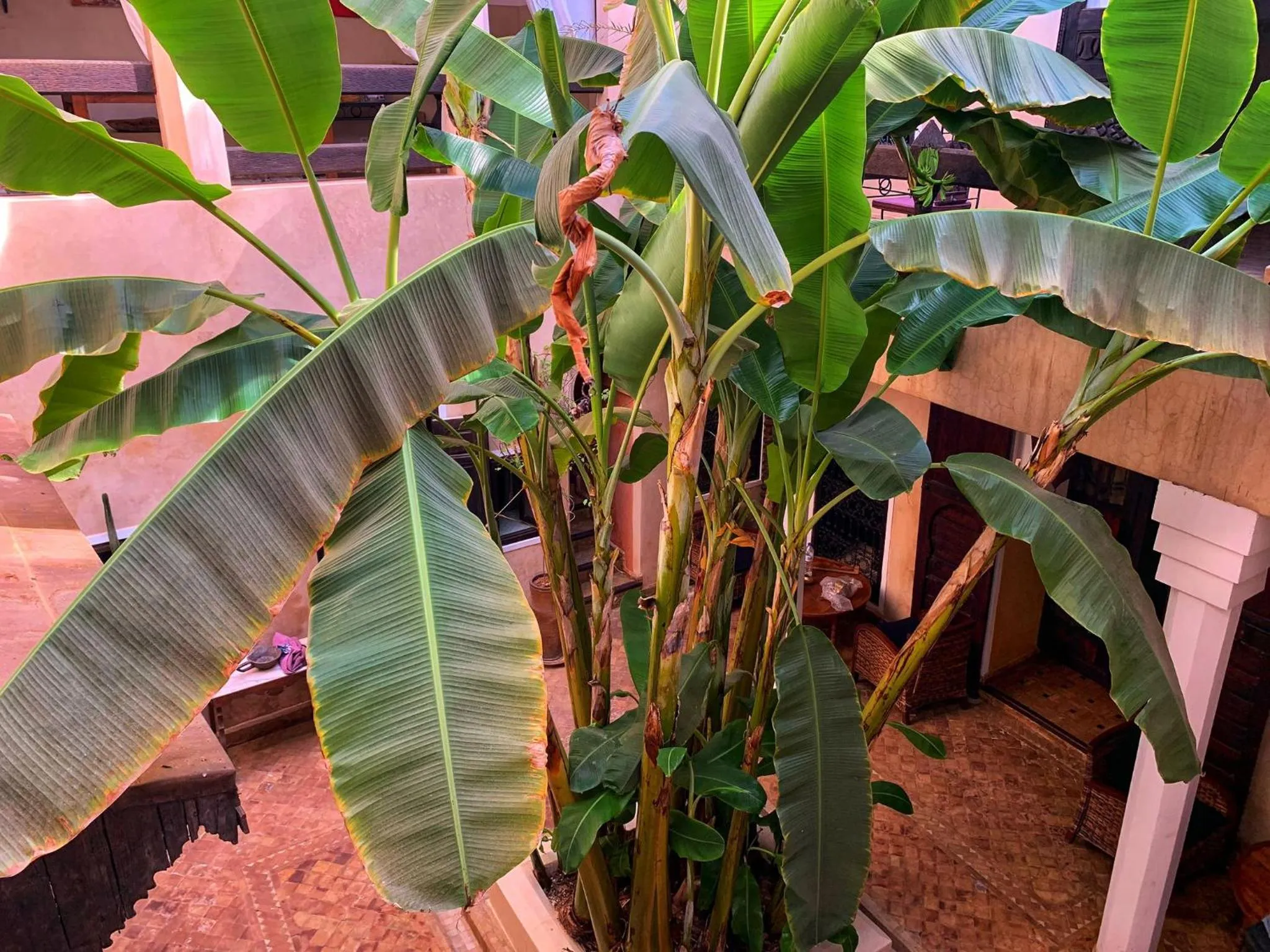 Garden in Riad Bamileke