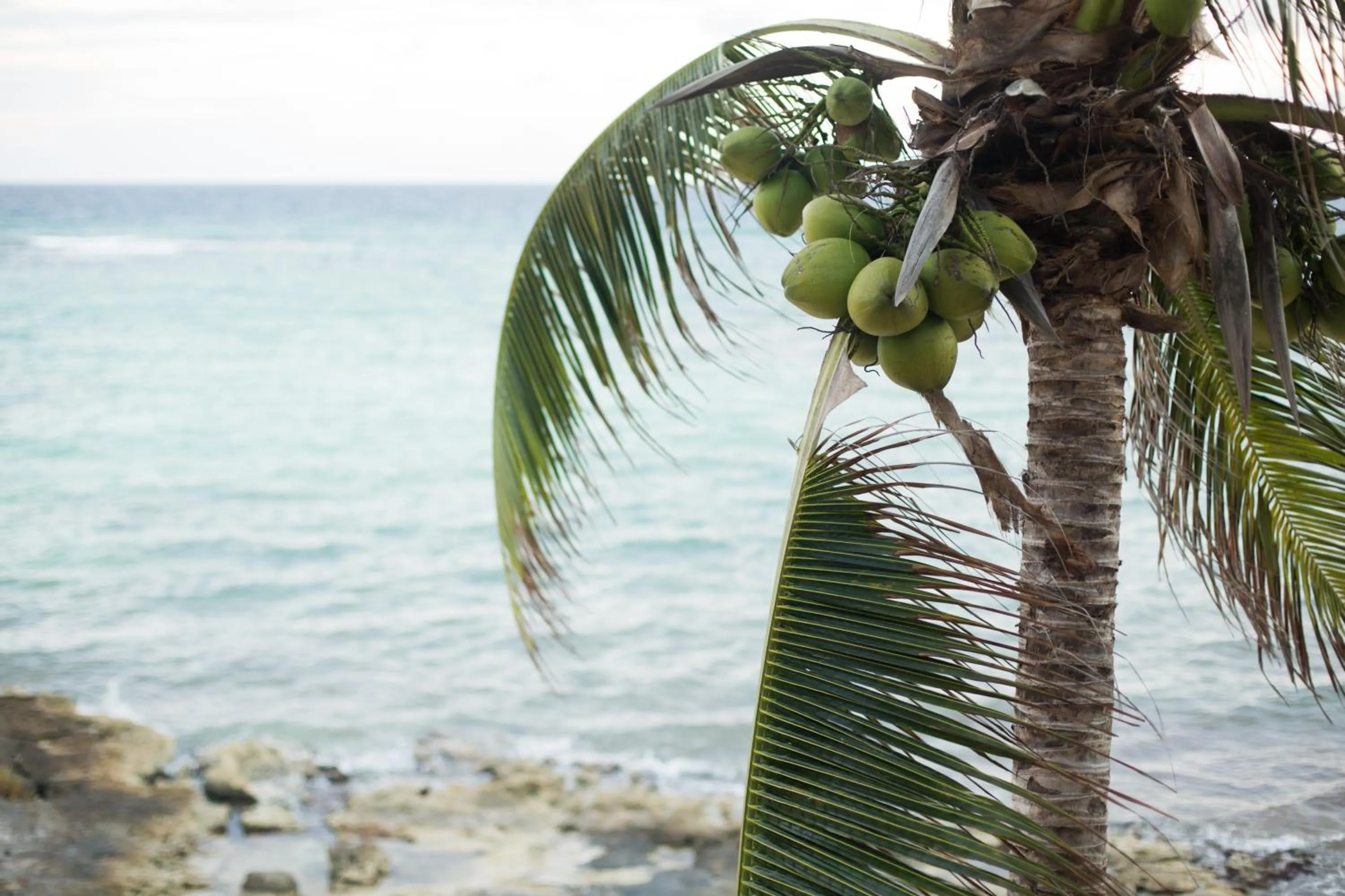 Natural landscape in Paamul Hotel