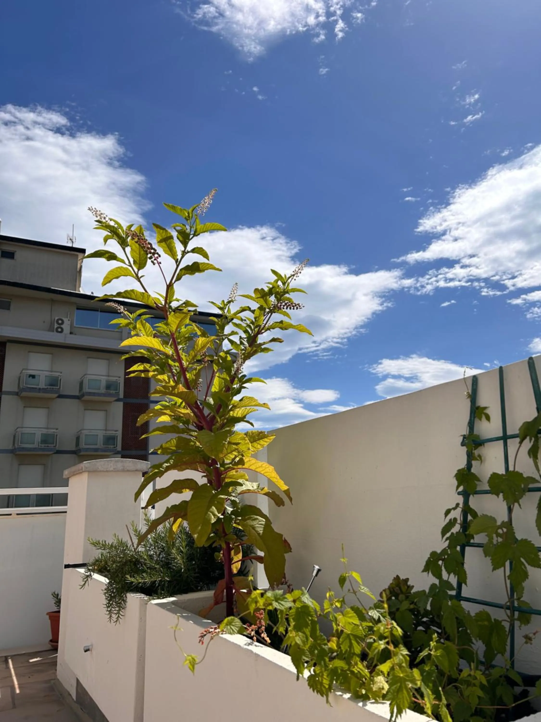 Balcony/Terrace in Residence Siesta