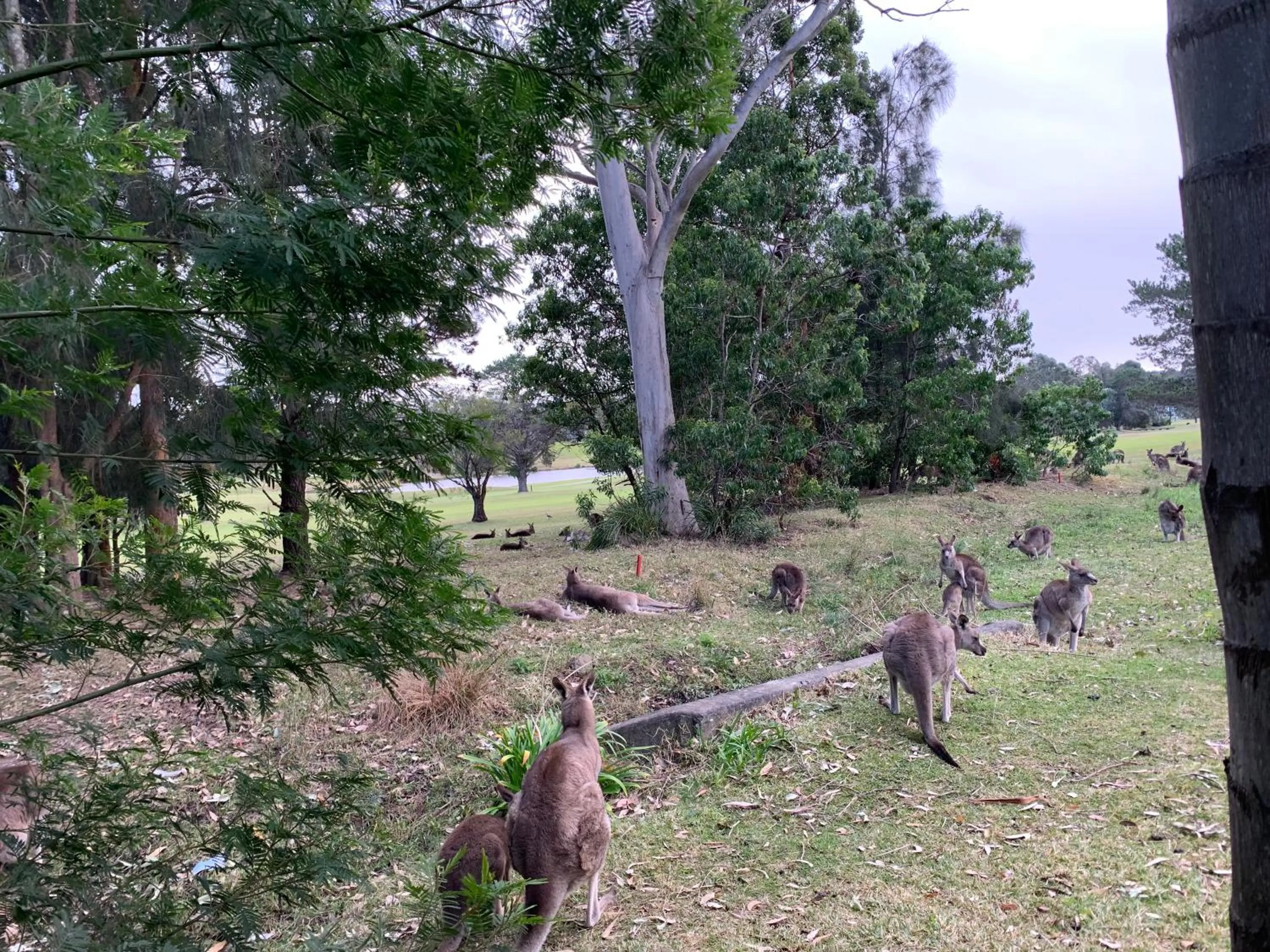 Natural landscape in Golf View Motel