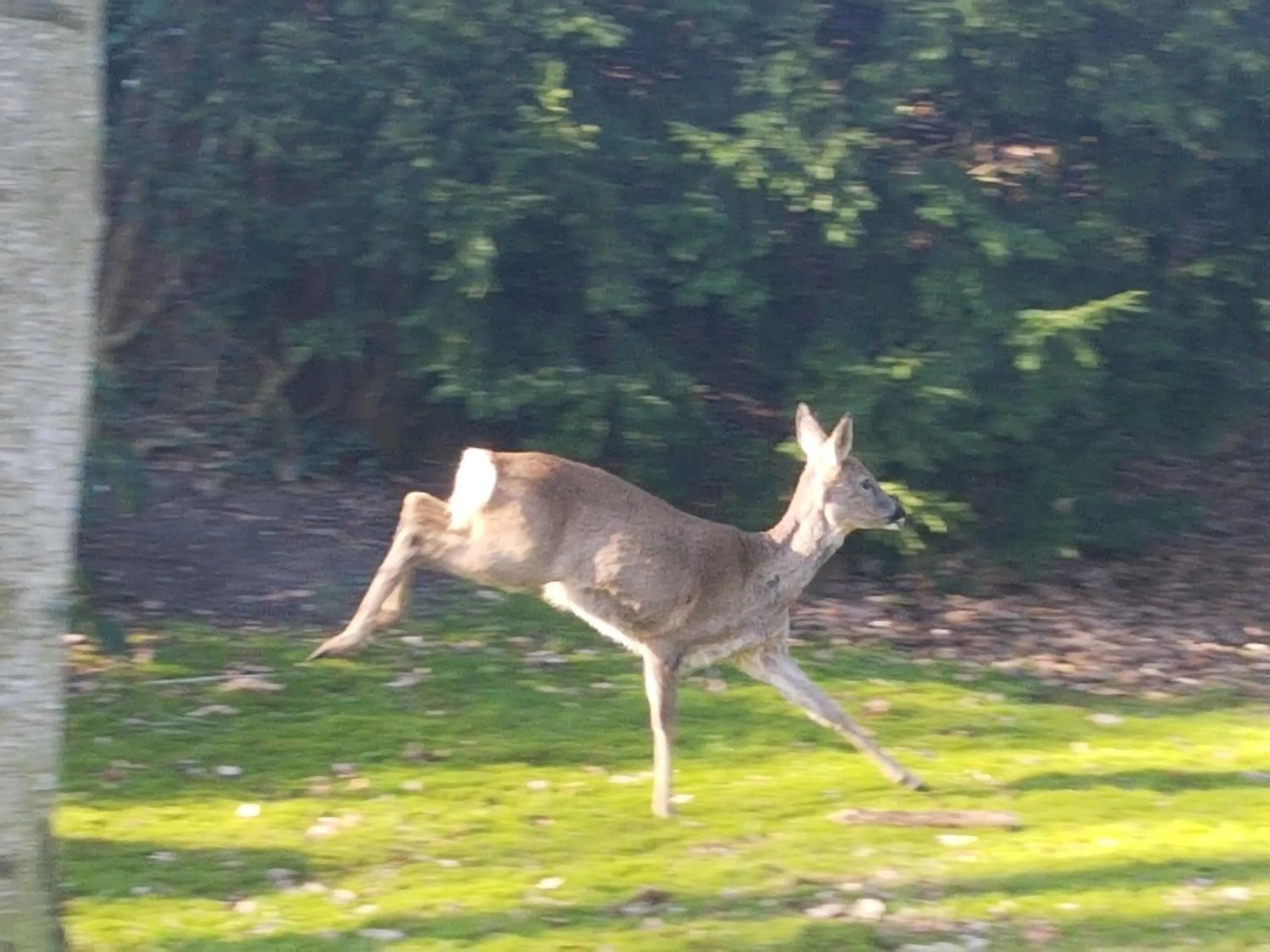 Pets in B&B Dersum Dream