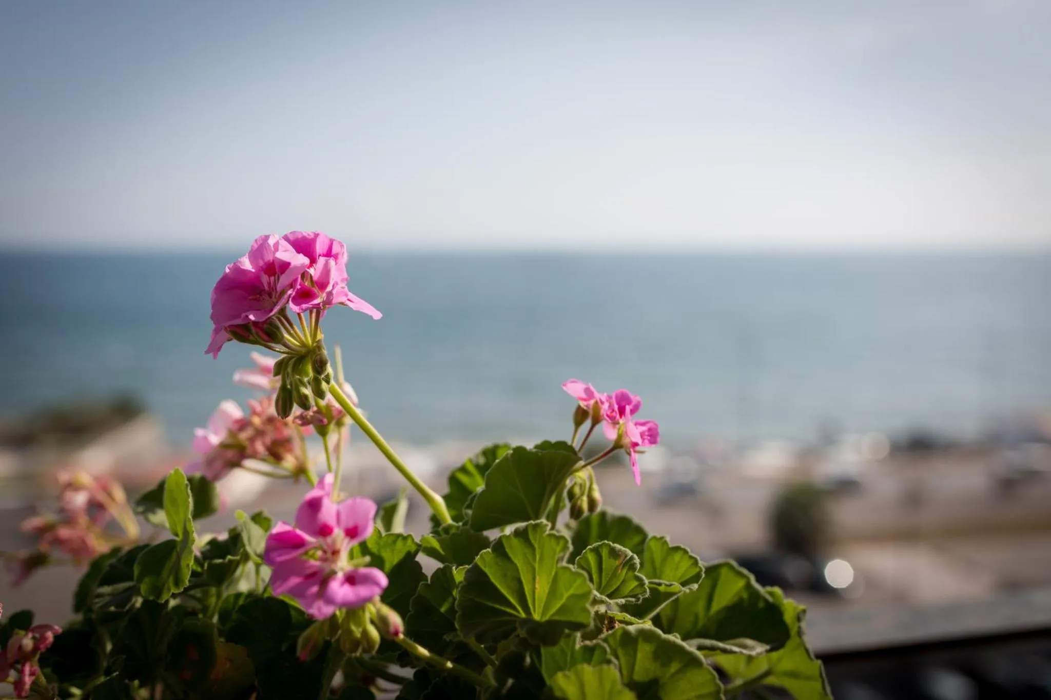 View (from property/room) in Salsedine Sea View