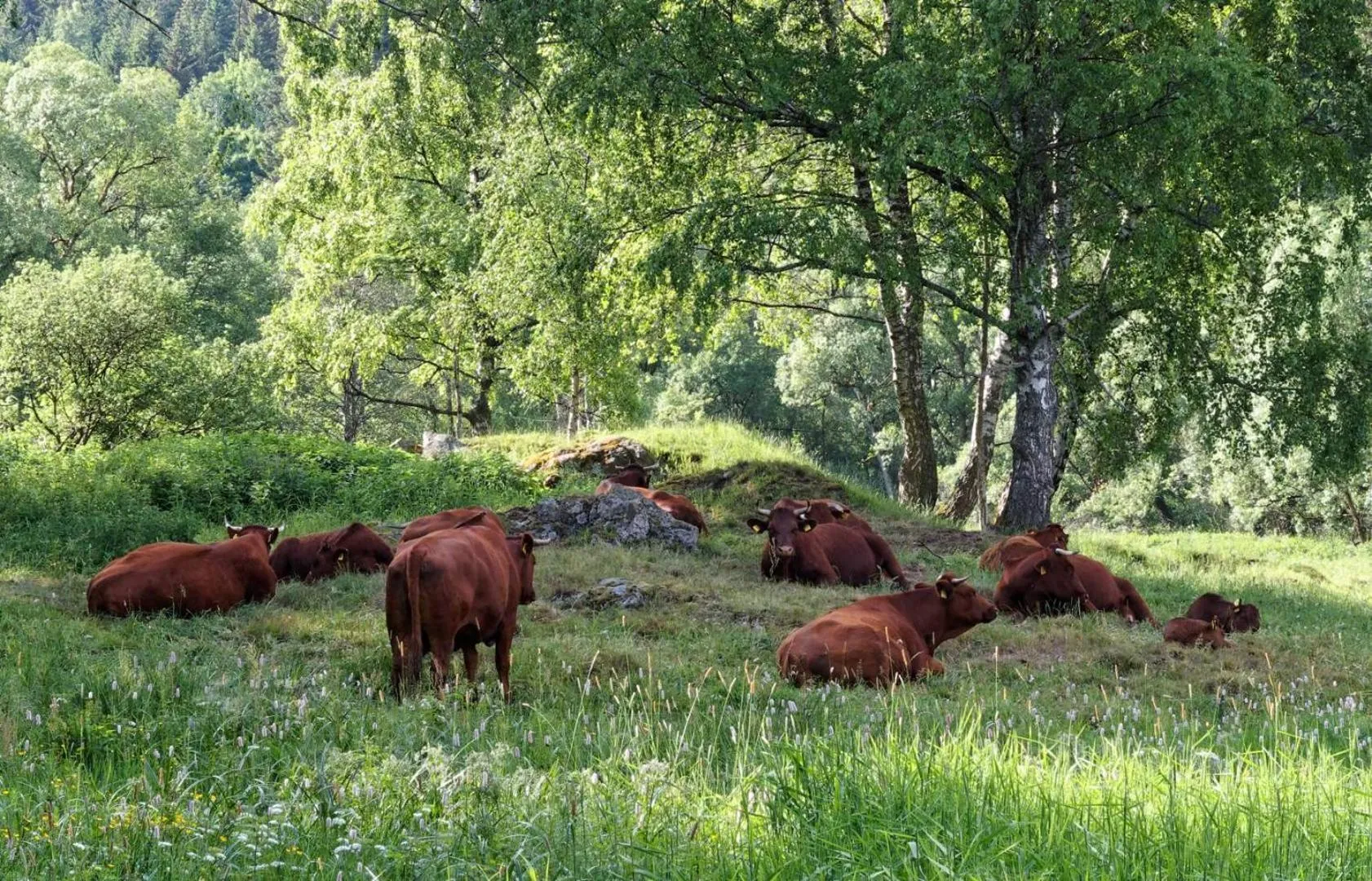 Natural landscape in Pension Raststüb'l