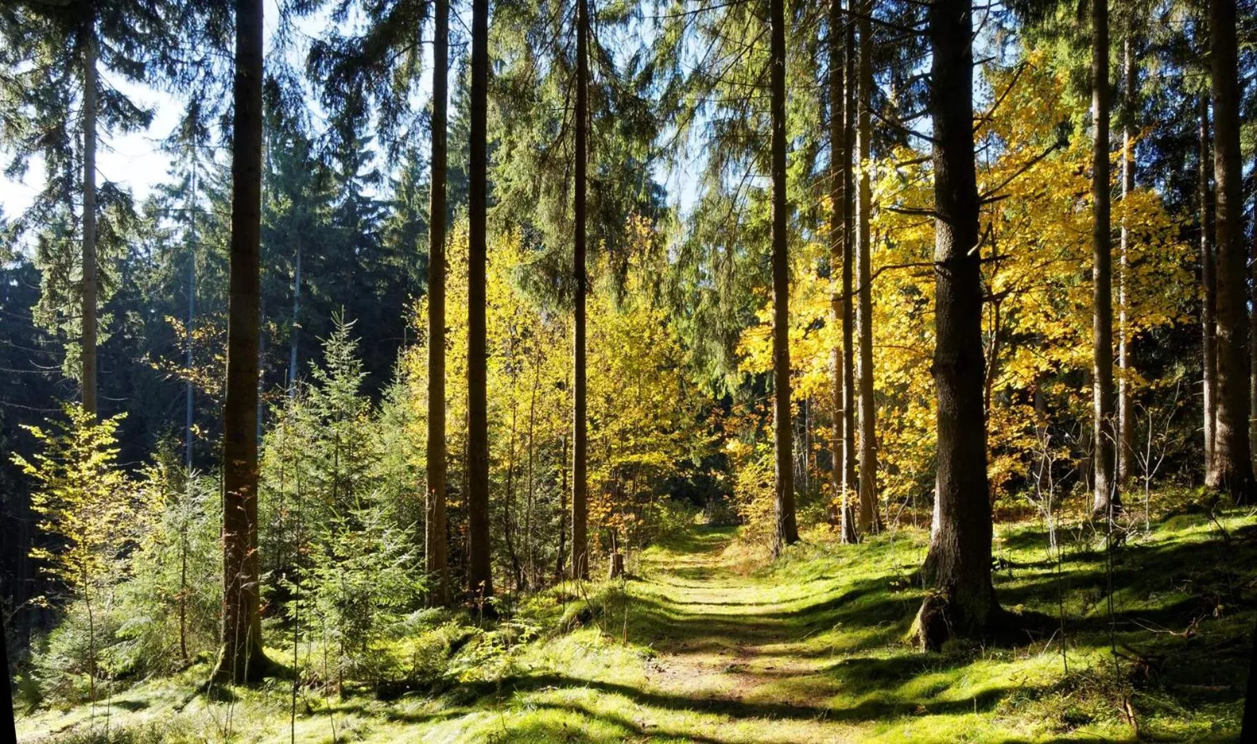 Natural landscape in Pension Raststüb'l