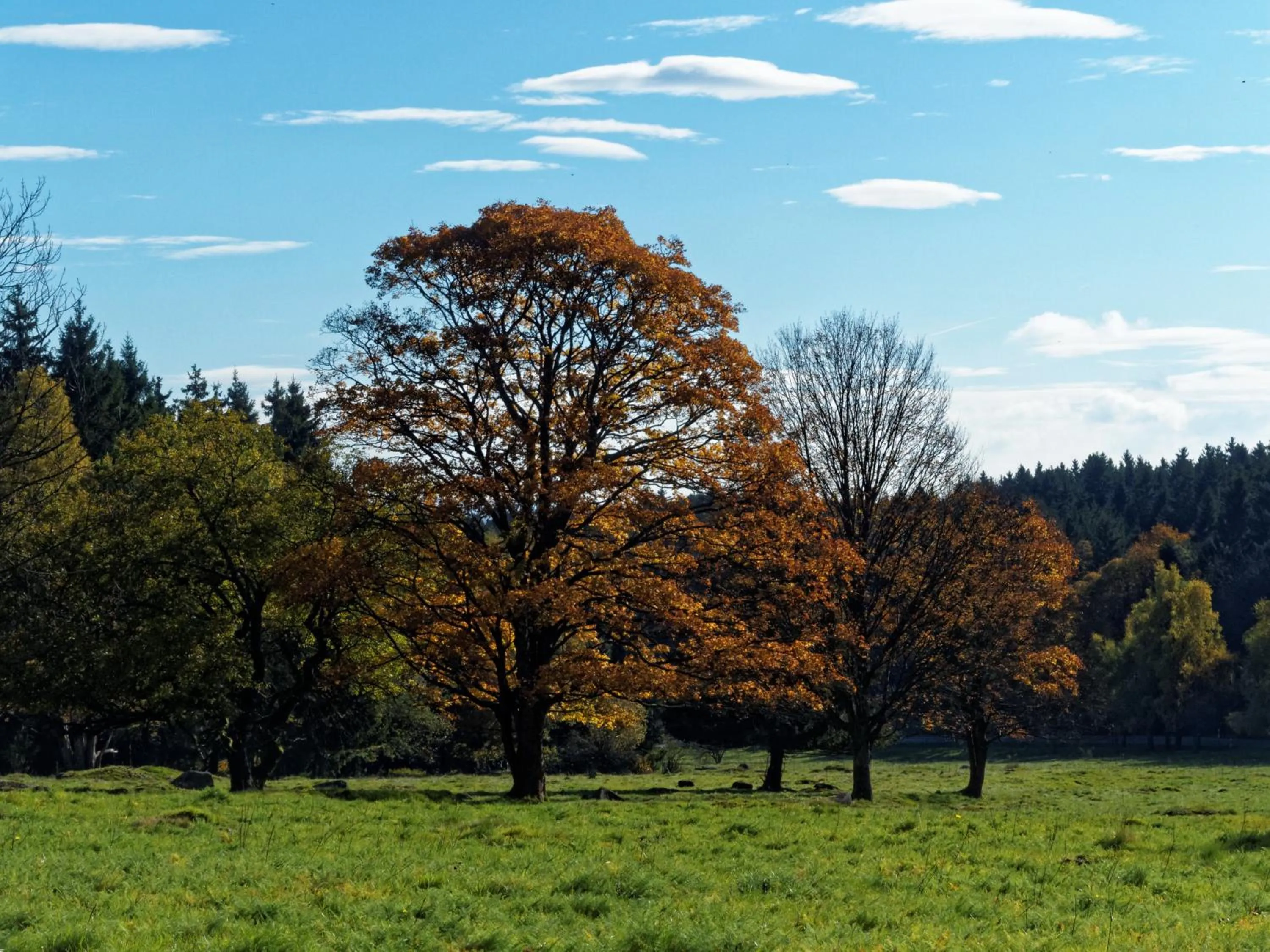 Natural landscape in Pension Raststüb'l