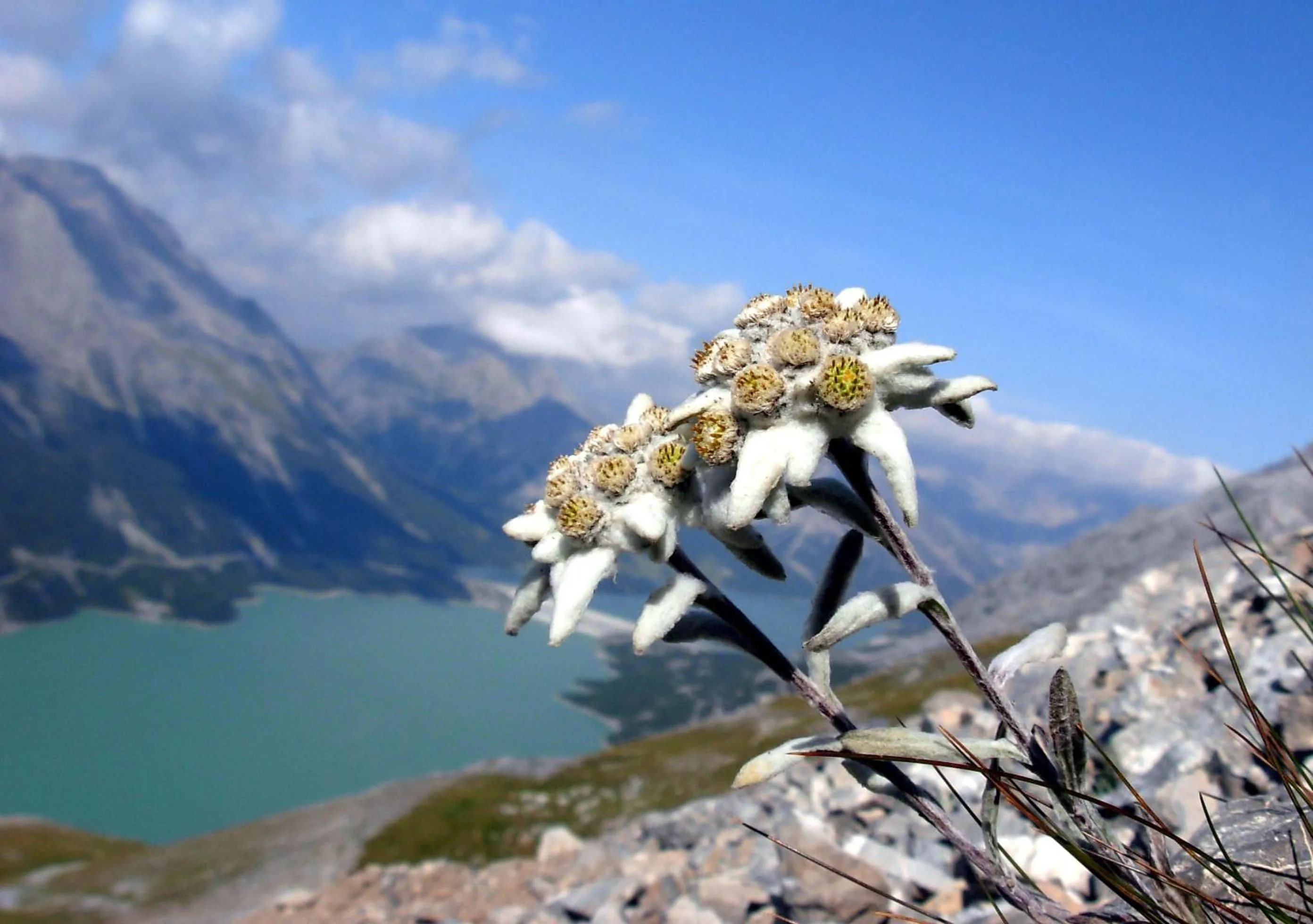 Other in Albergo Adele