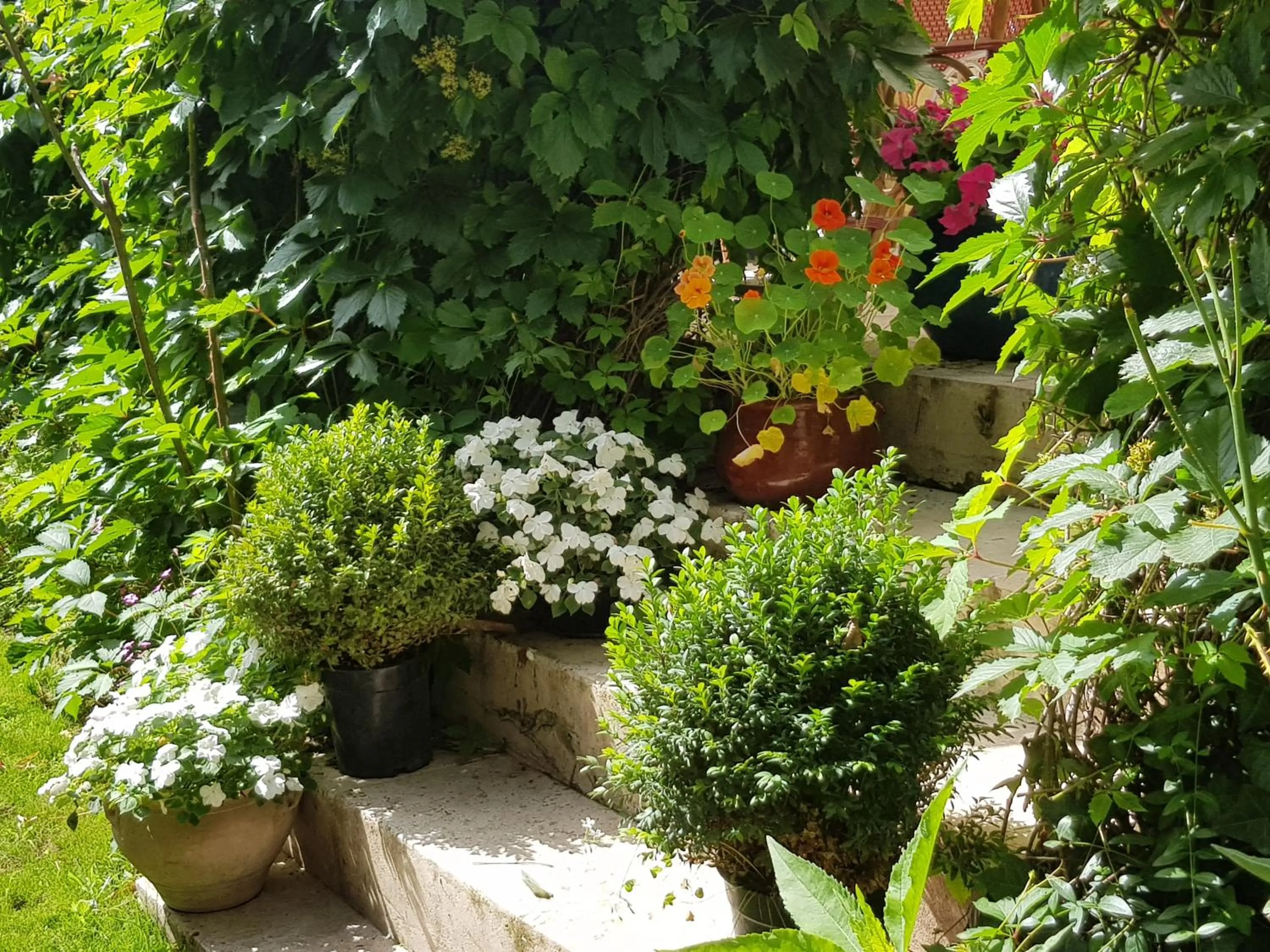 Garden in Les Tournesols