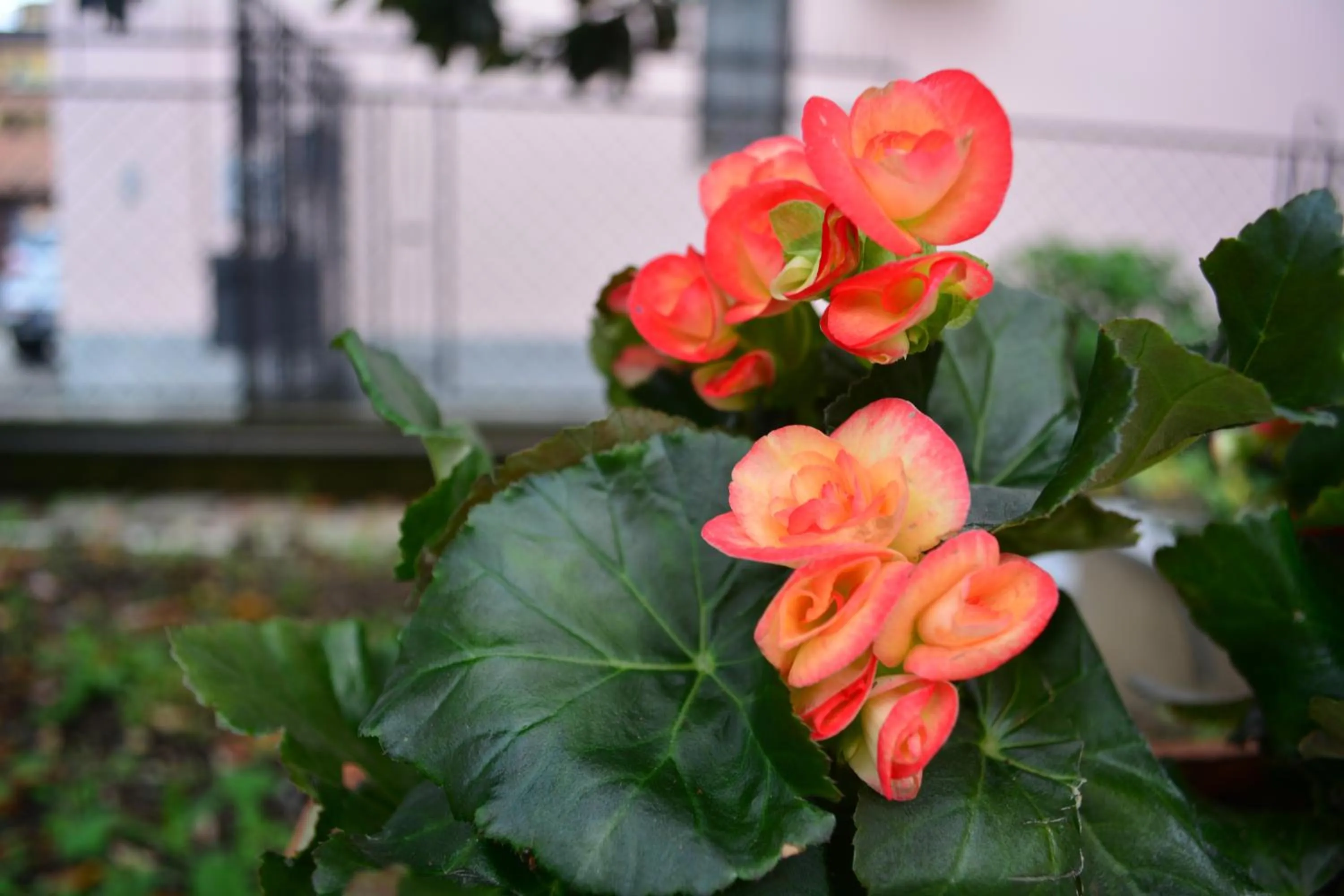 Decorative detail in La Scala Rho B&B
