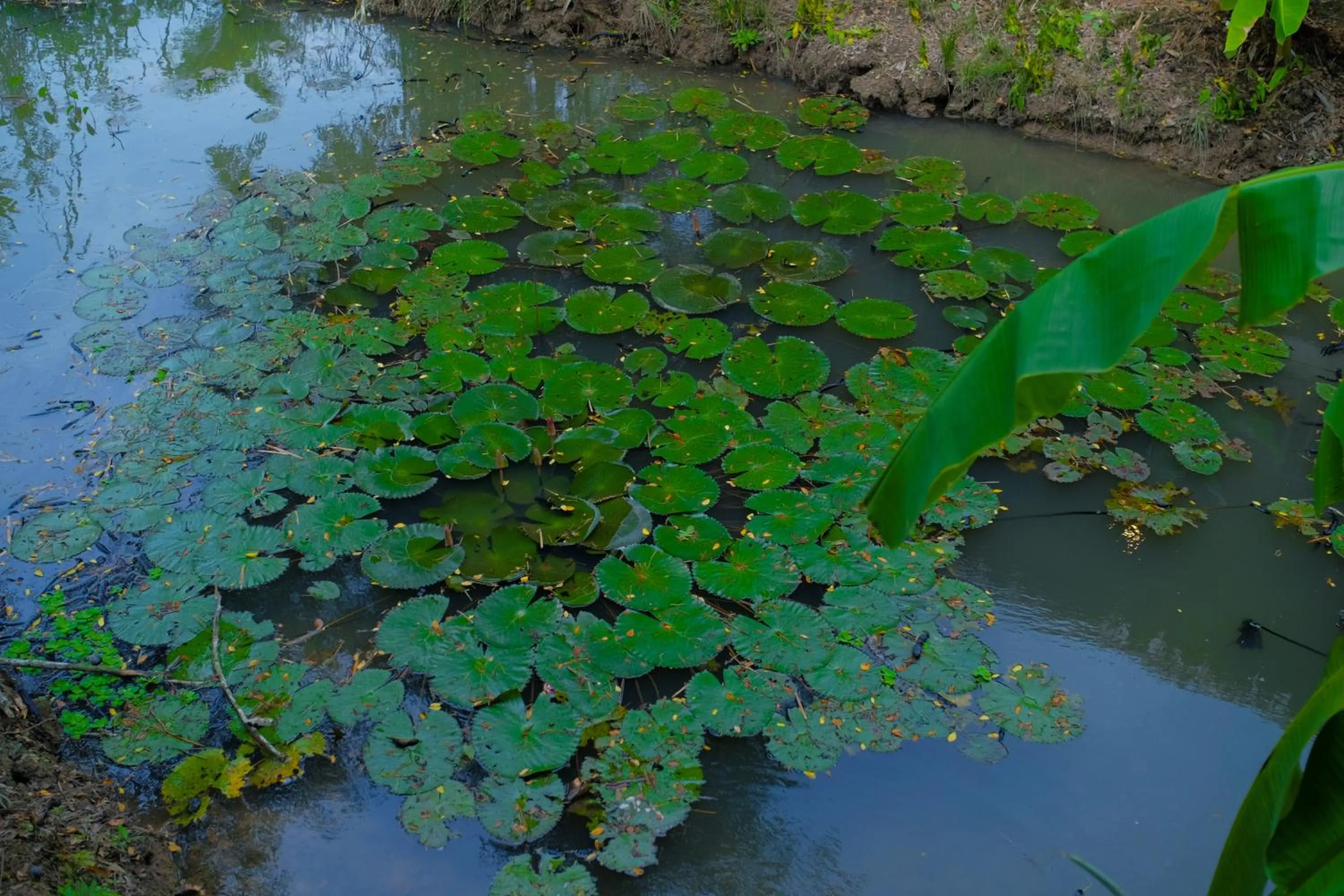Hometravel Mekong Can Tho