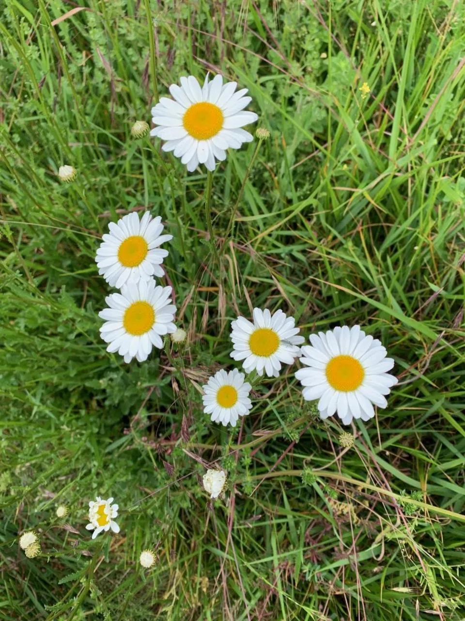 Garden in Chambres d'Hôtes Villa Mon Repos