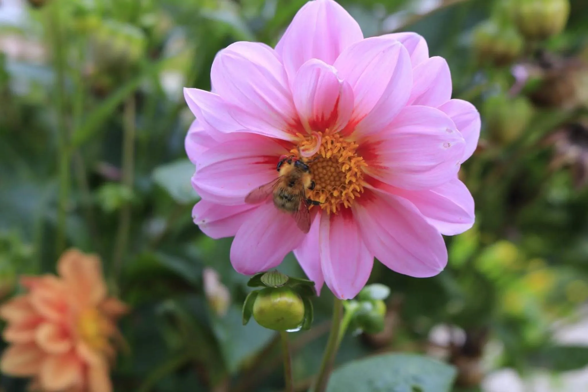 Pets in Chambres d'Hôtes Villa Mon Repos