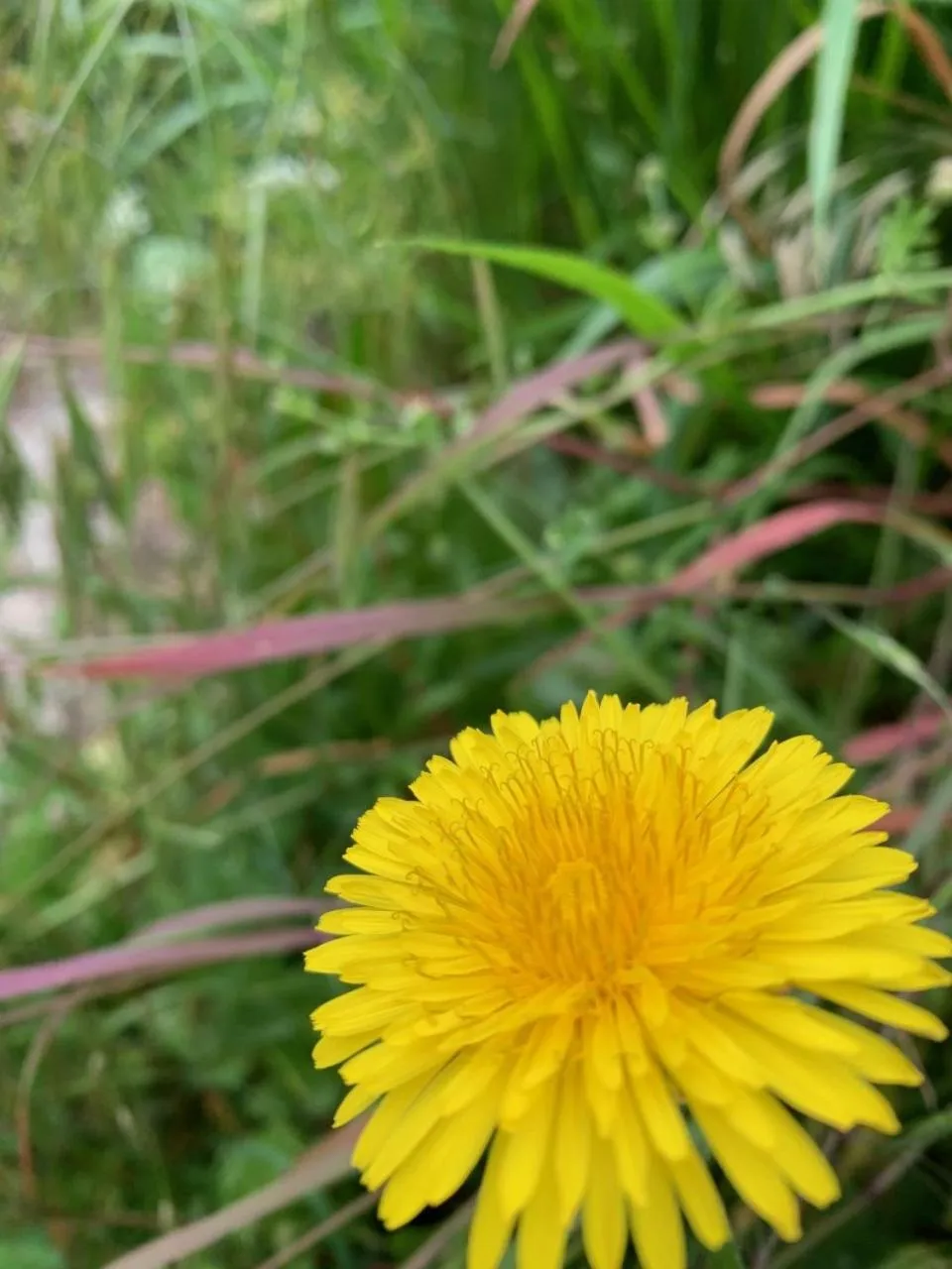 Garden in Chambres d'Hôtes Villa Mon Repos