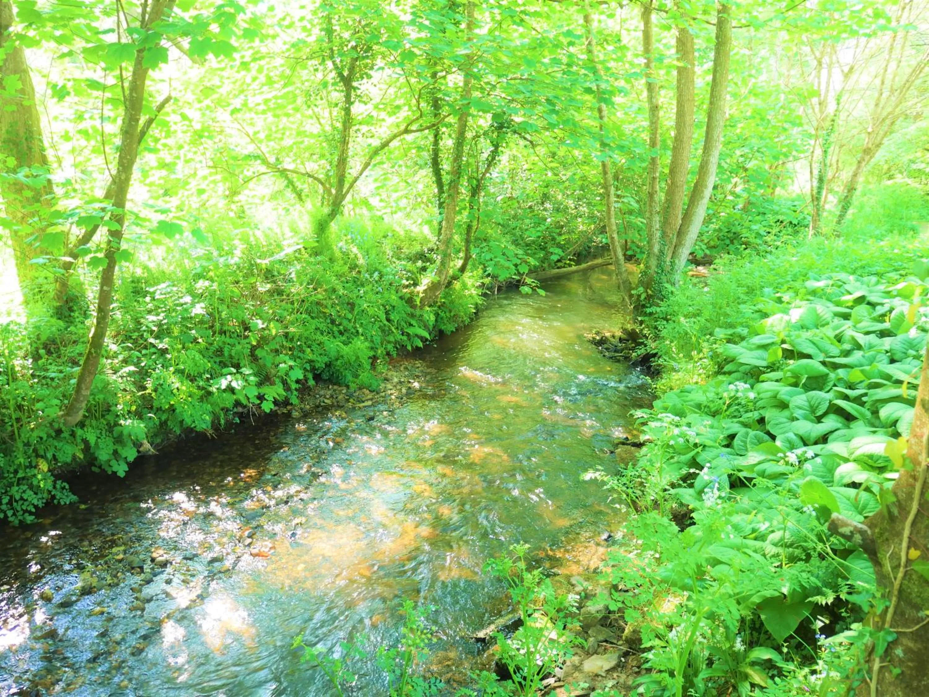 Natural landscape in The Hideaway at Tregoose Old Mill
