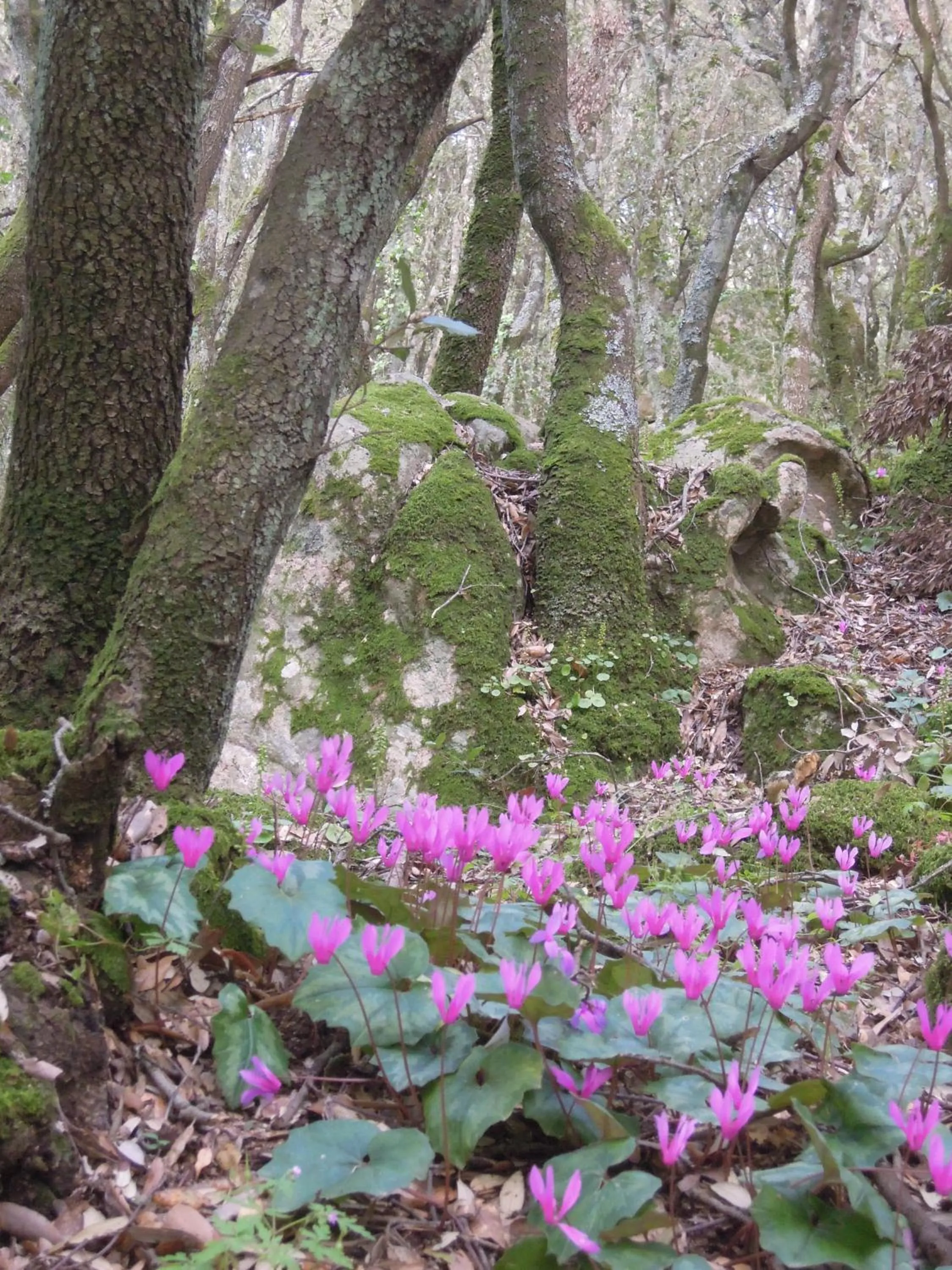Natural landscape in B&B Casa Solotti