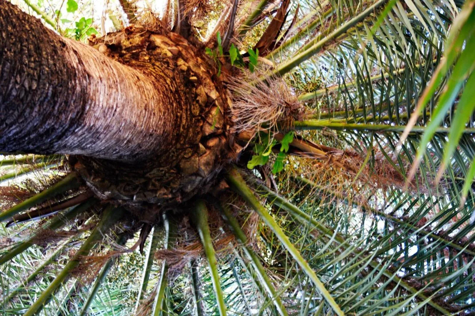 Garden in Il Tempio di Morfeo