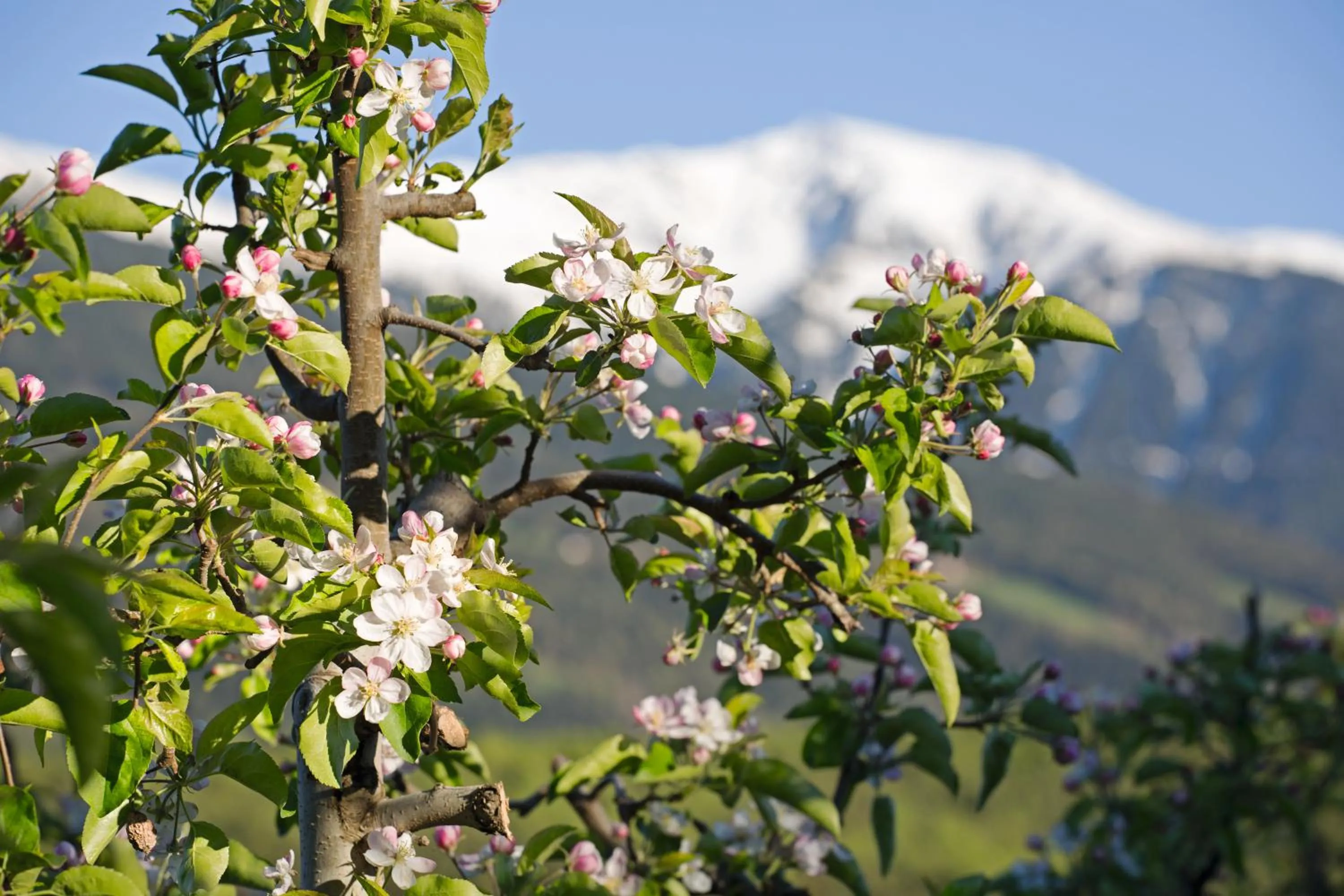 Mountain view in B&B Hotel Sonneck