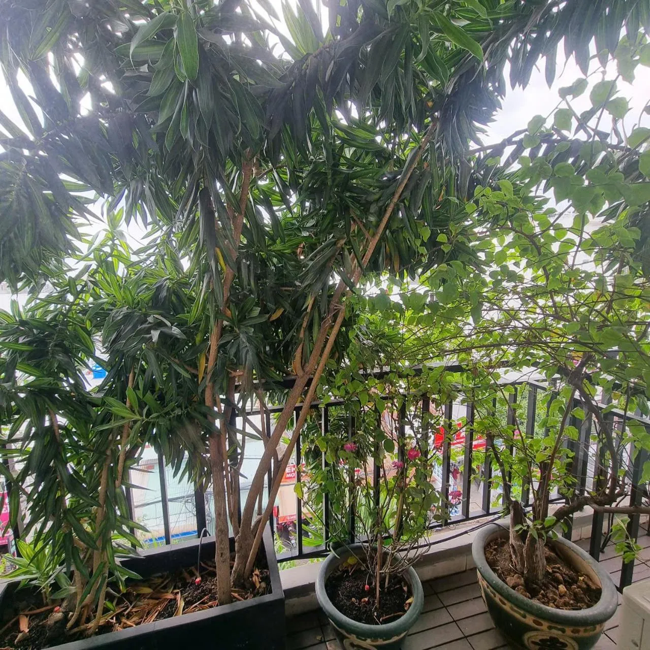 Balcony/Terrace in Ngoi Sao Phuong Nam Hotel