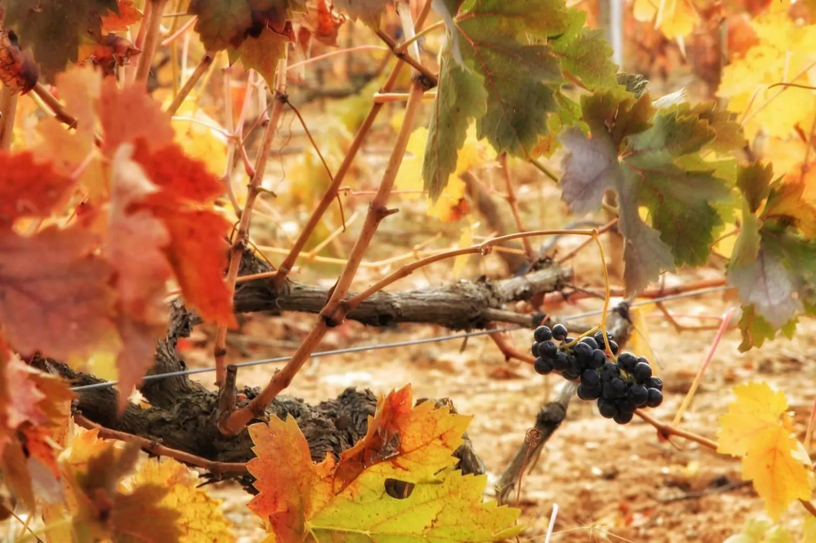 Natural landscape in Hotel Torremilanos