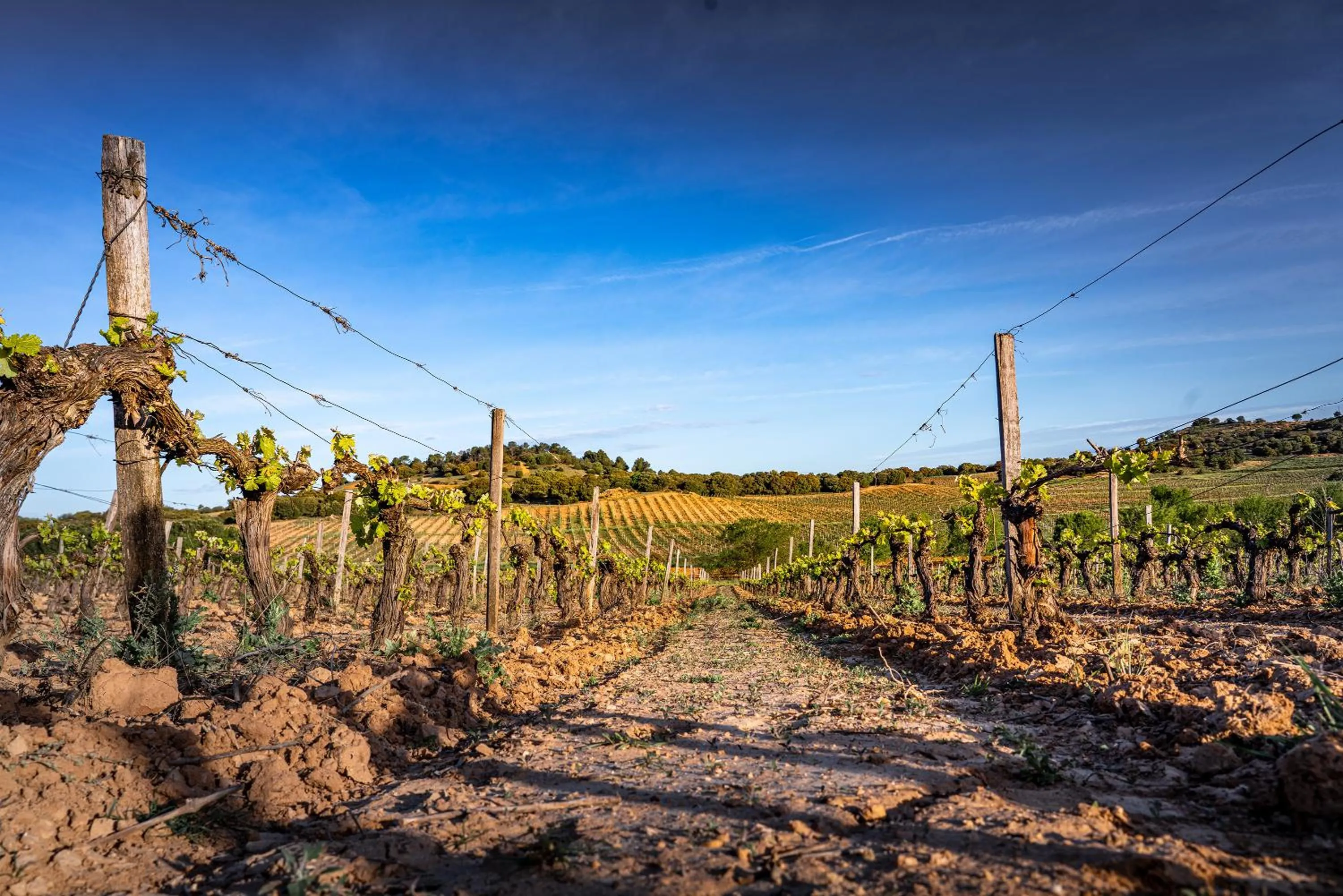 Natural landscape in Hotel Torremilanos