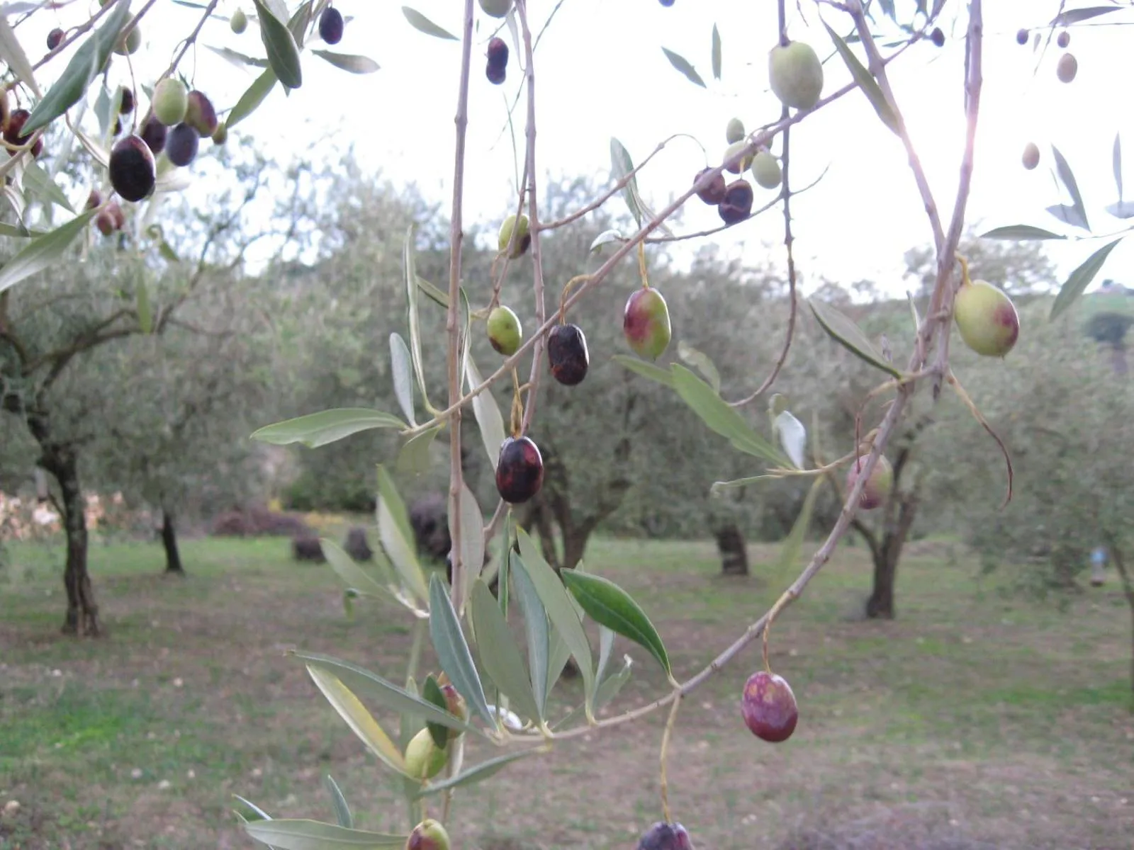 Autumn in B&B PIBITZOI