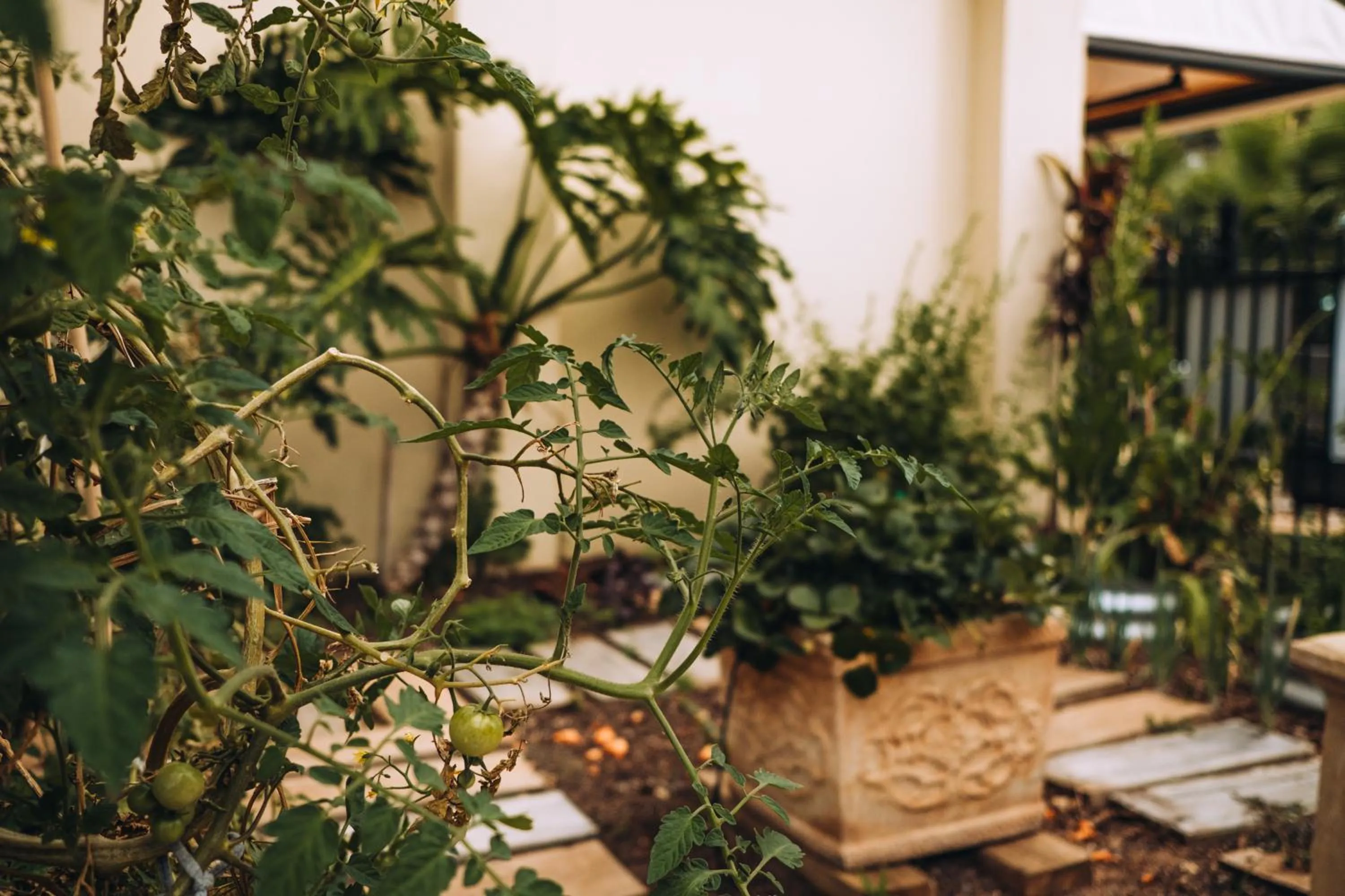 Garden in Best Western Chaffey Motor Inn